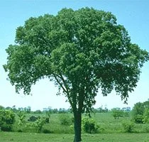 Elm Tree 2.jpg