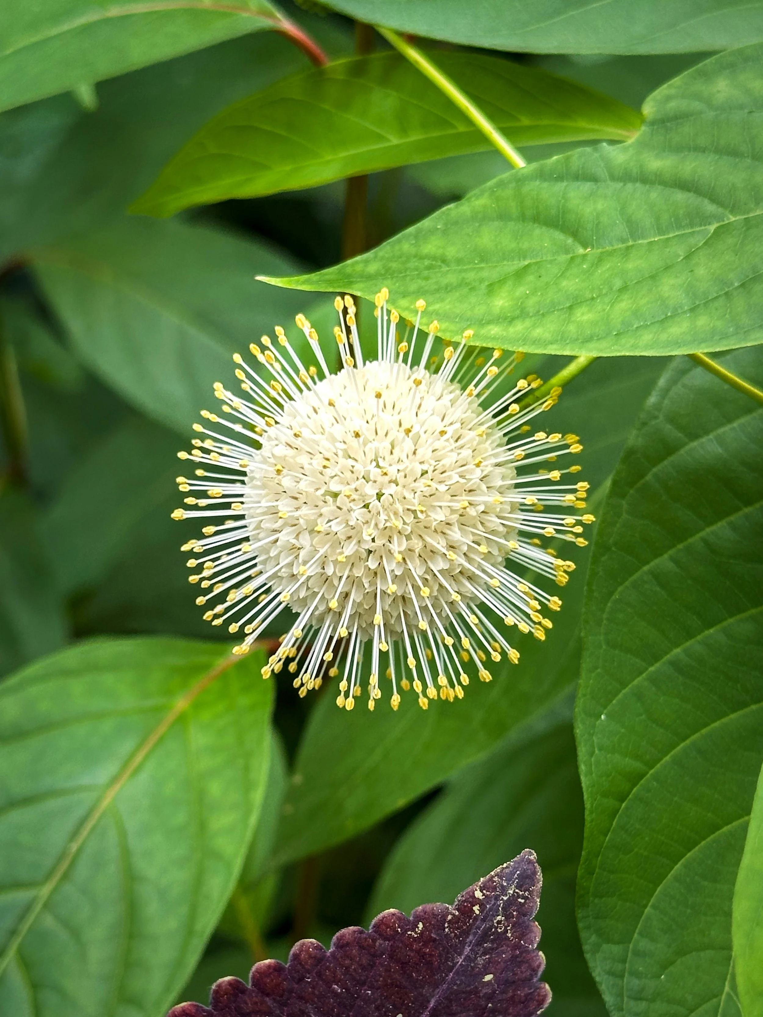 Buttonbush Flower.jpg