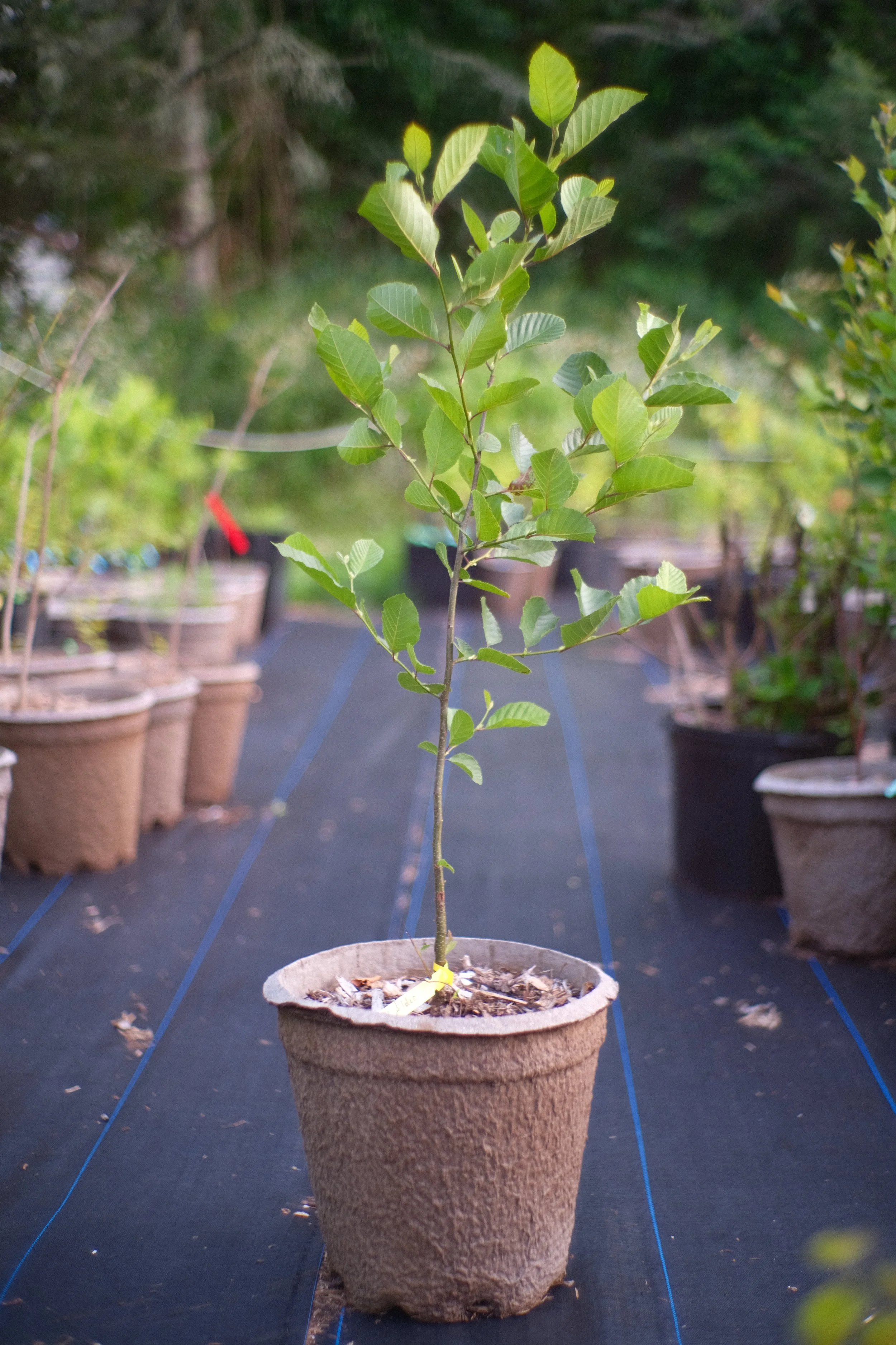 Alder Hazel  (Smooth)