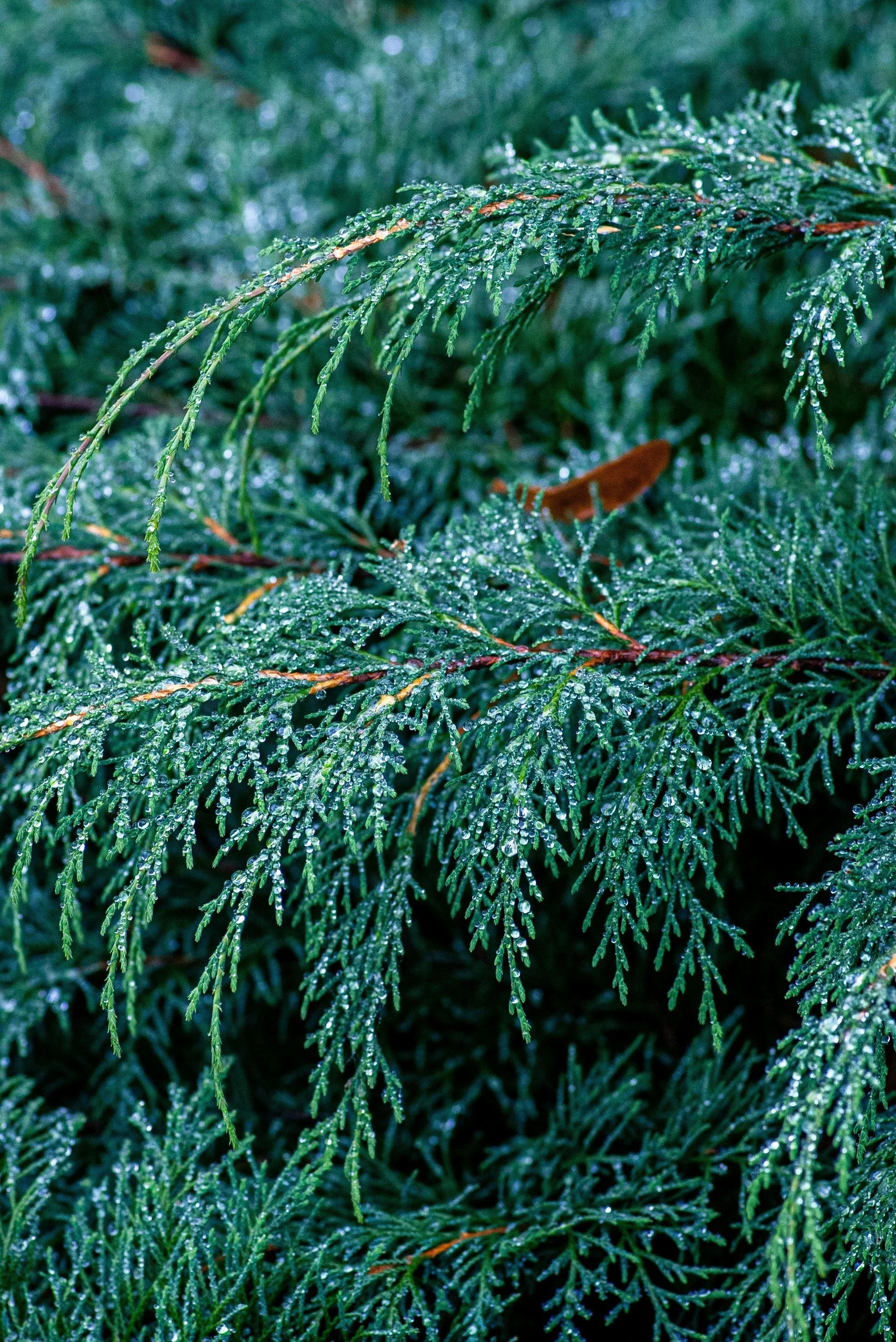 White Cedar .jpg