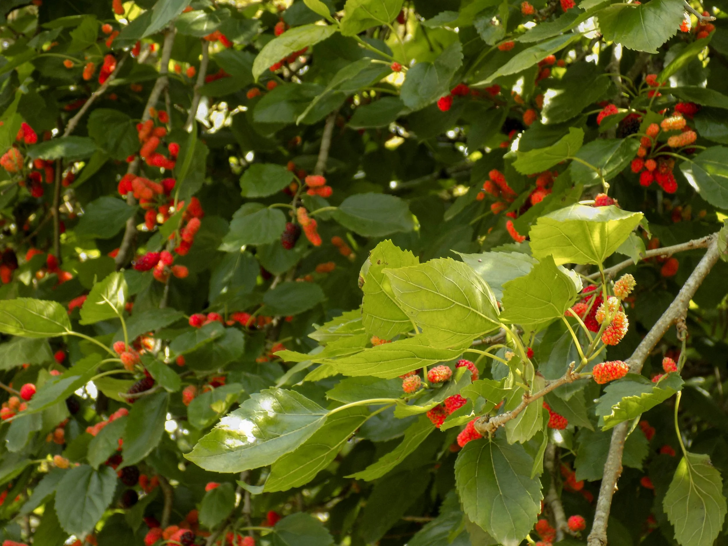 Smooth Alder Berries.jpg