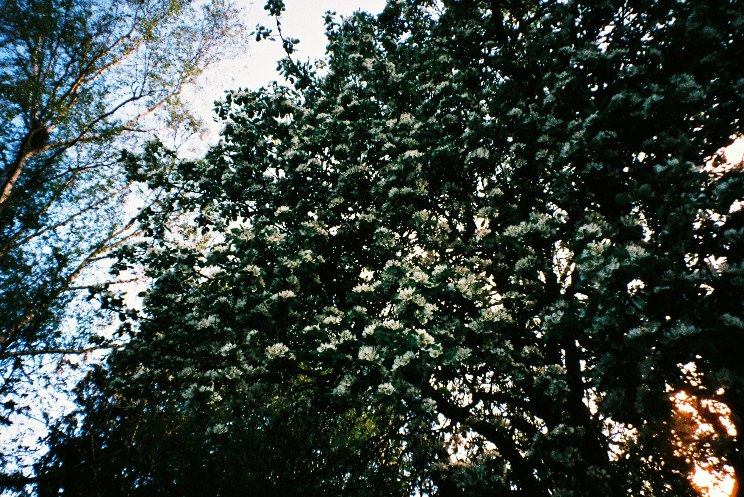 Smooth Alder Shrub.jpg