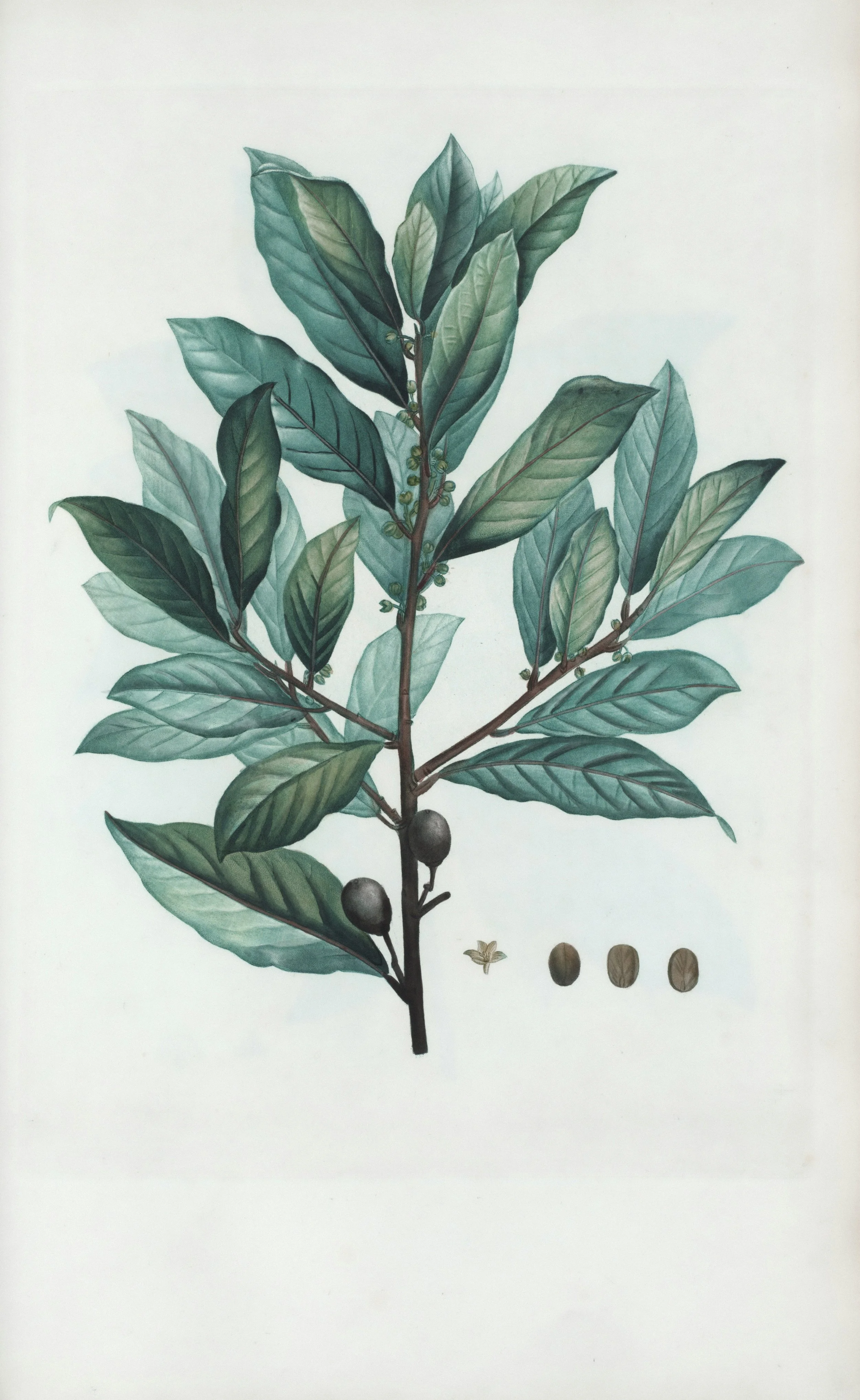 Sweetshrub diagram.jpg