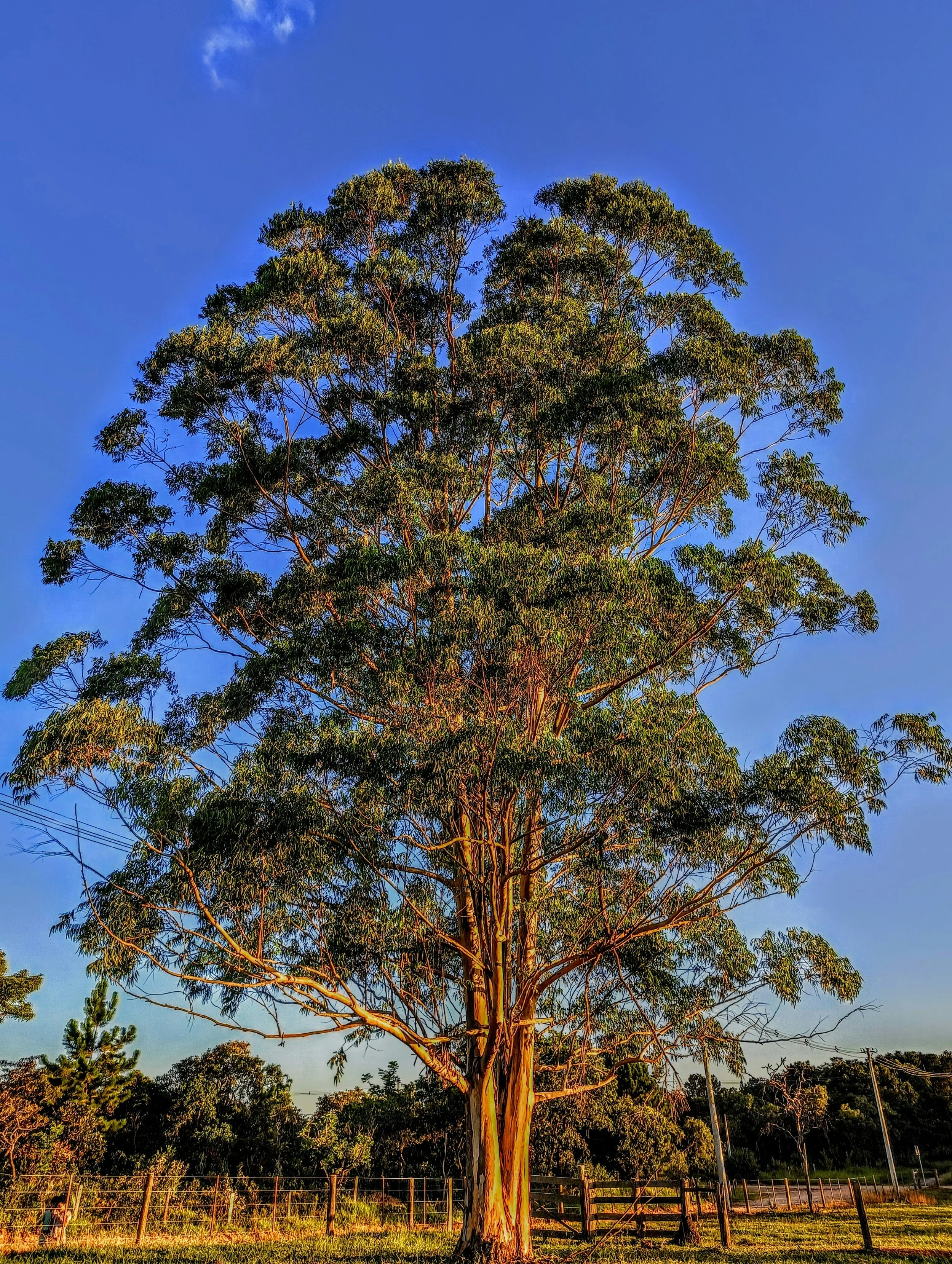 Basswood Tree - Large 3.jpg