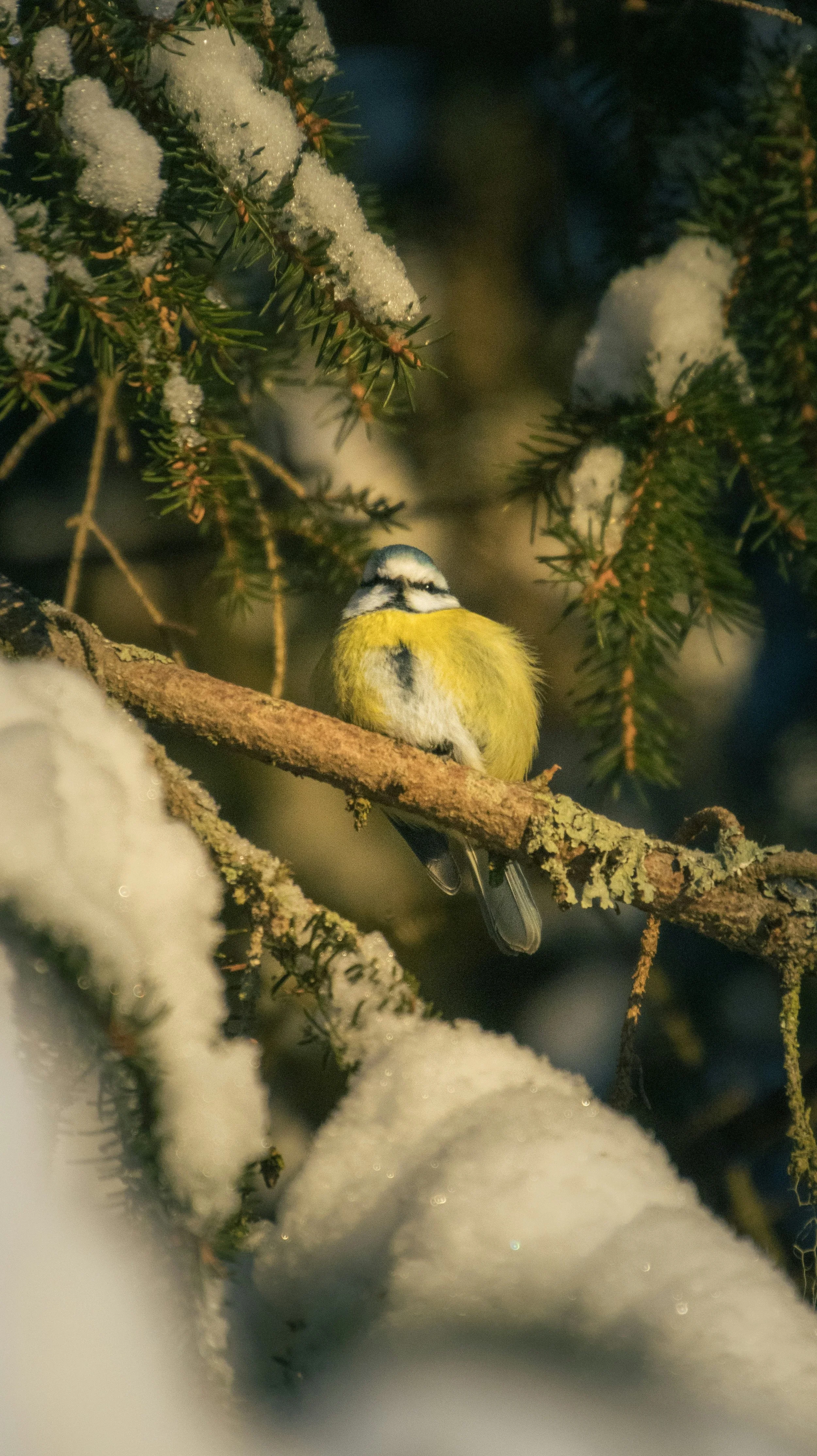 Blue Spruce with Bird.jpg