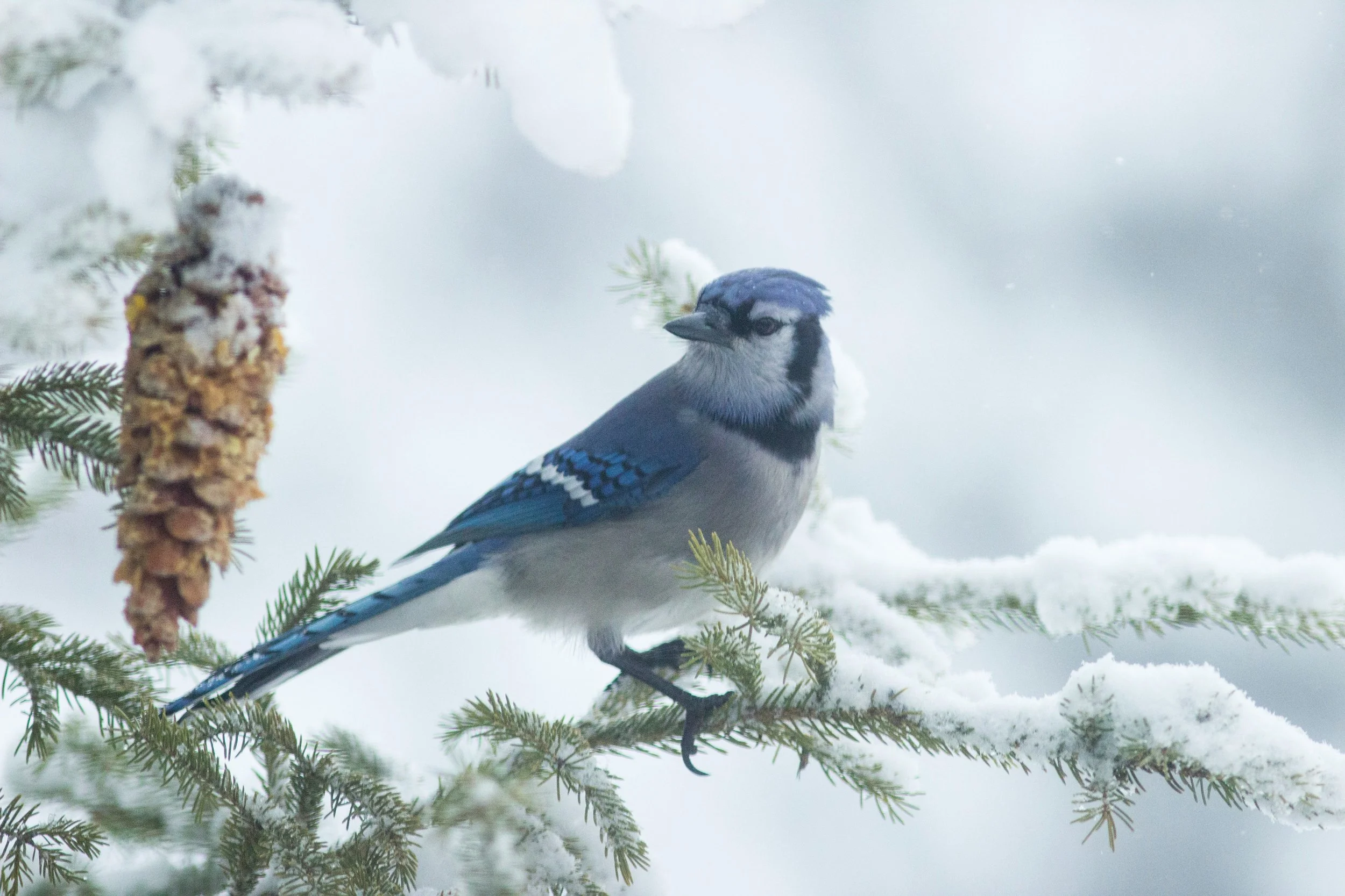 Blue Spruce with Bluebird.jpg