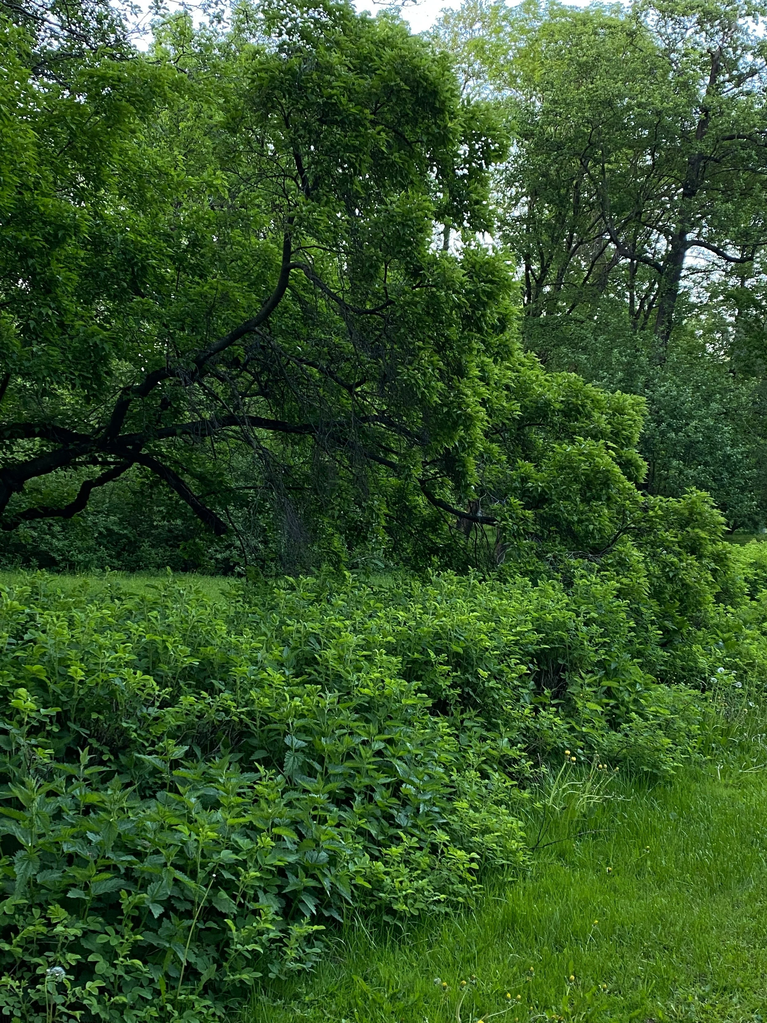 Smooth Alder Hedge.jpg
