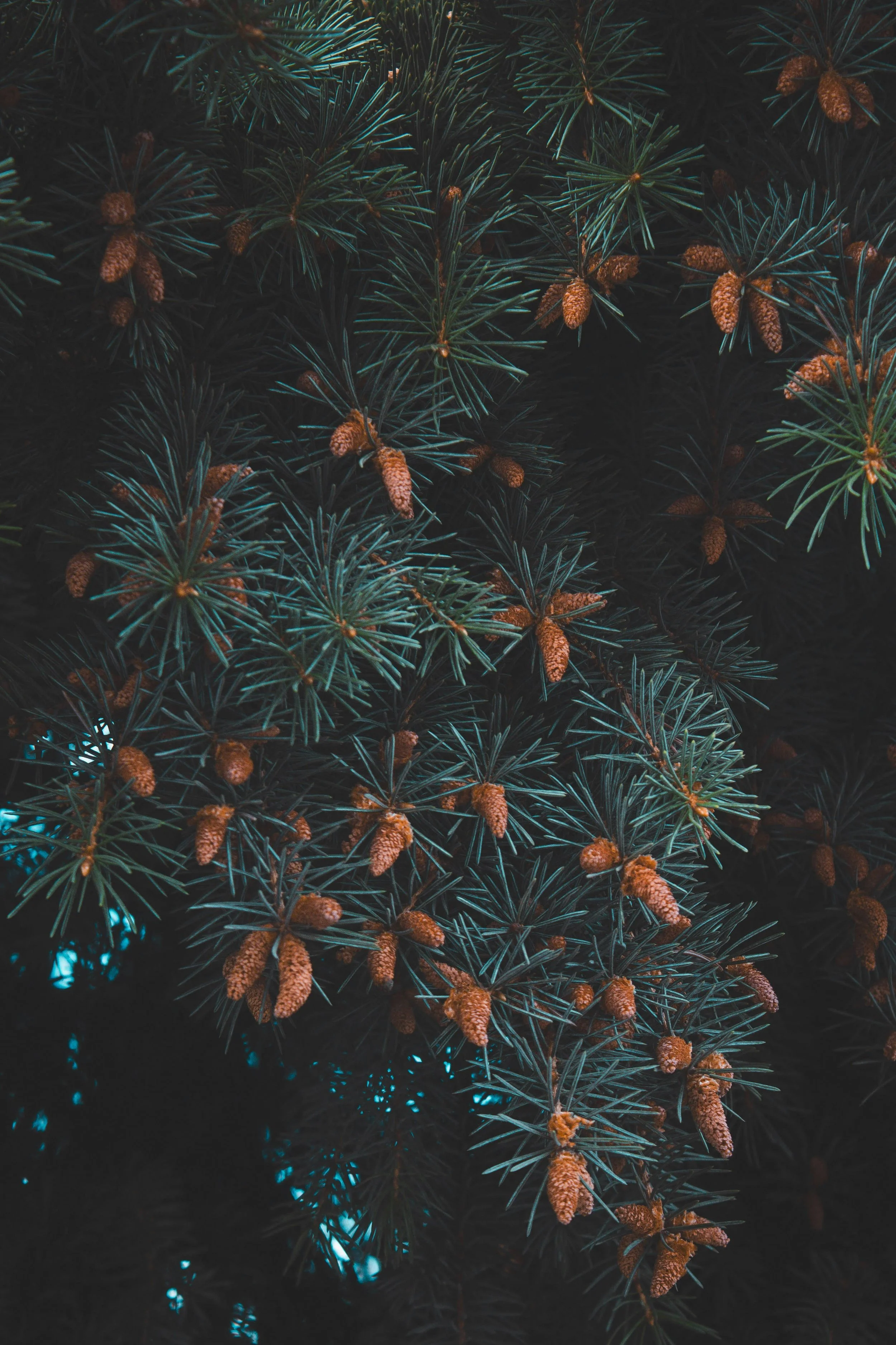 Blue Spruce Multiple Cones.jpg