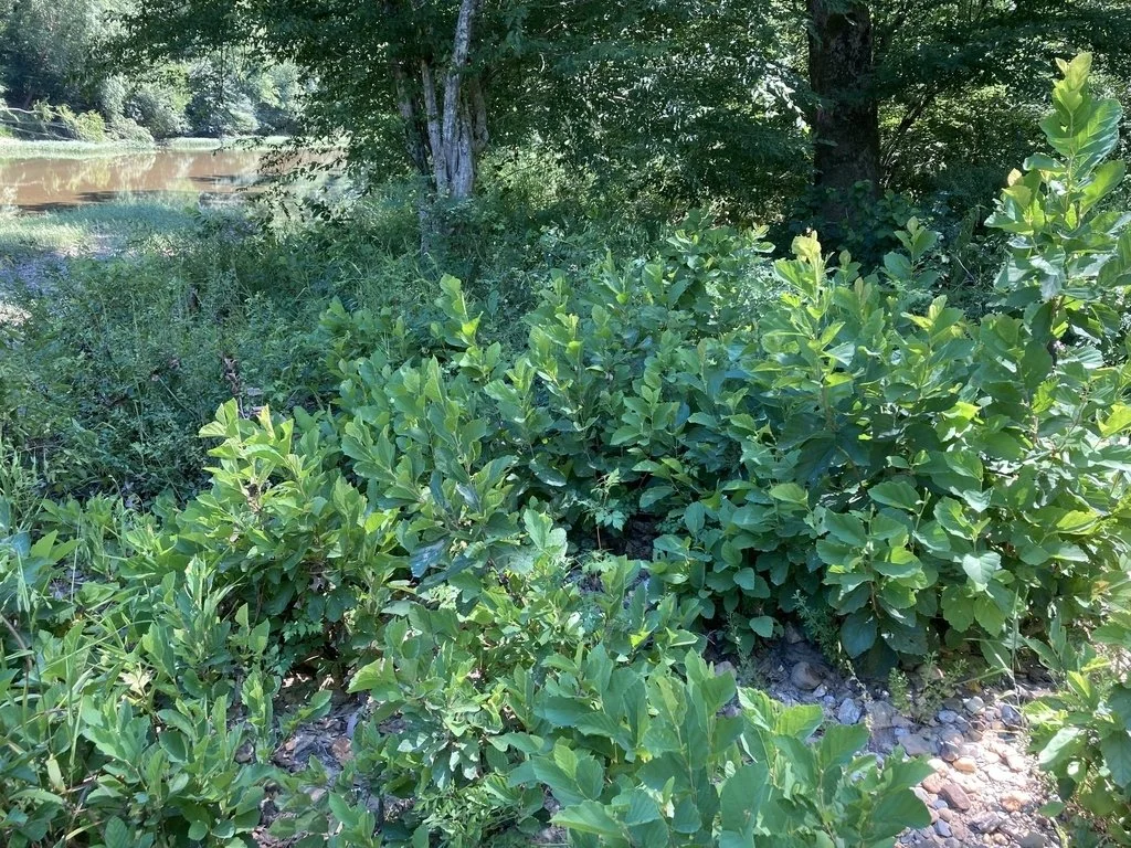 Vernal Witchhazel Green shrub in July .jpeg