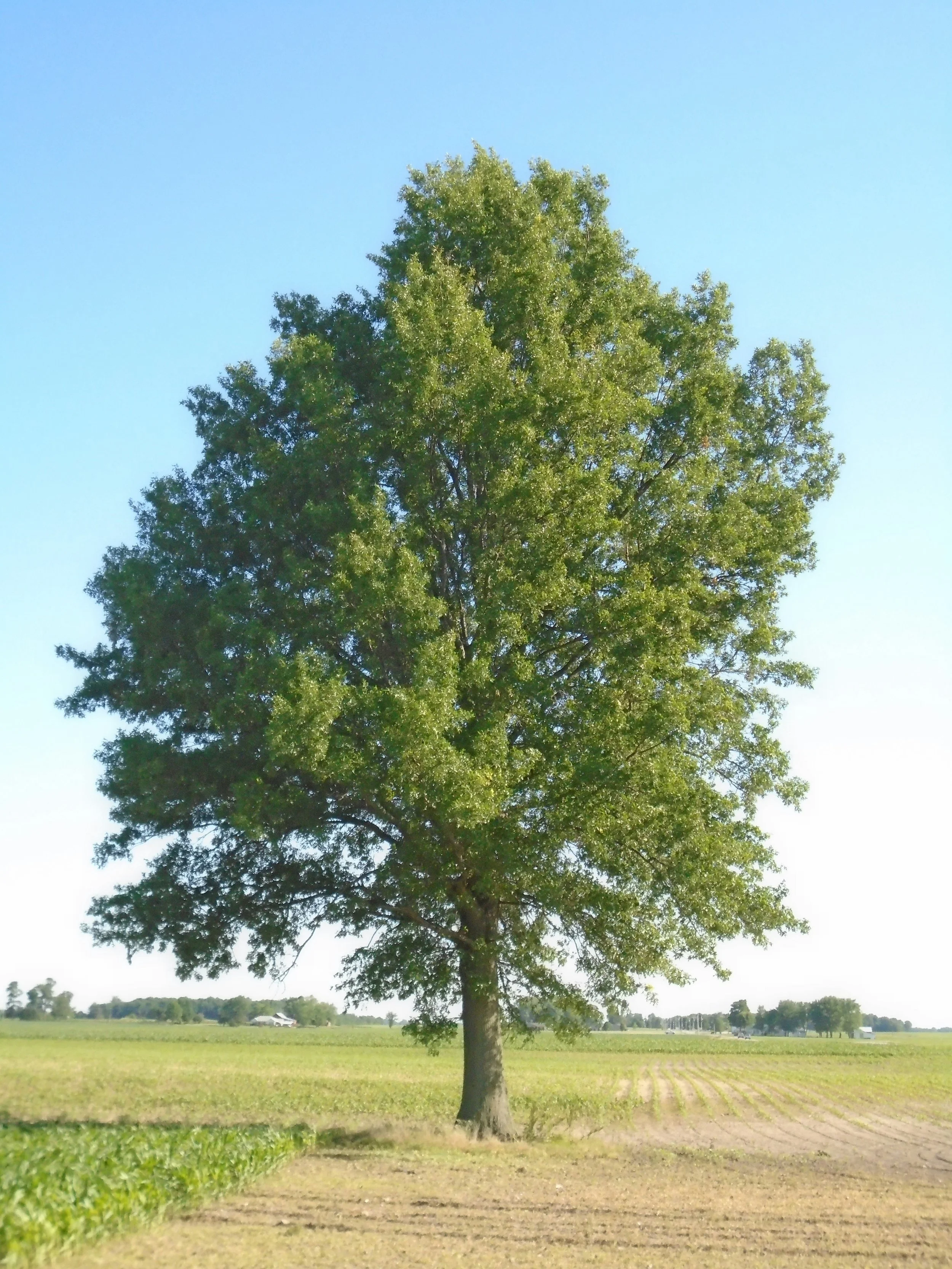 Basswood Tree - Large.jpg
