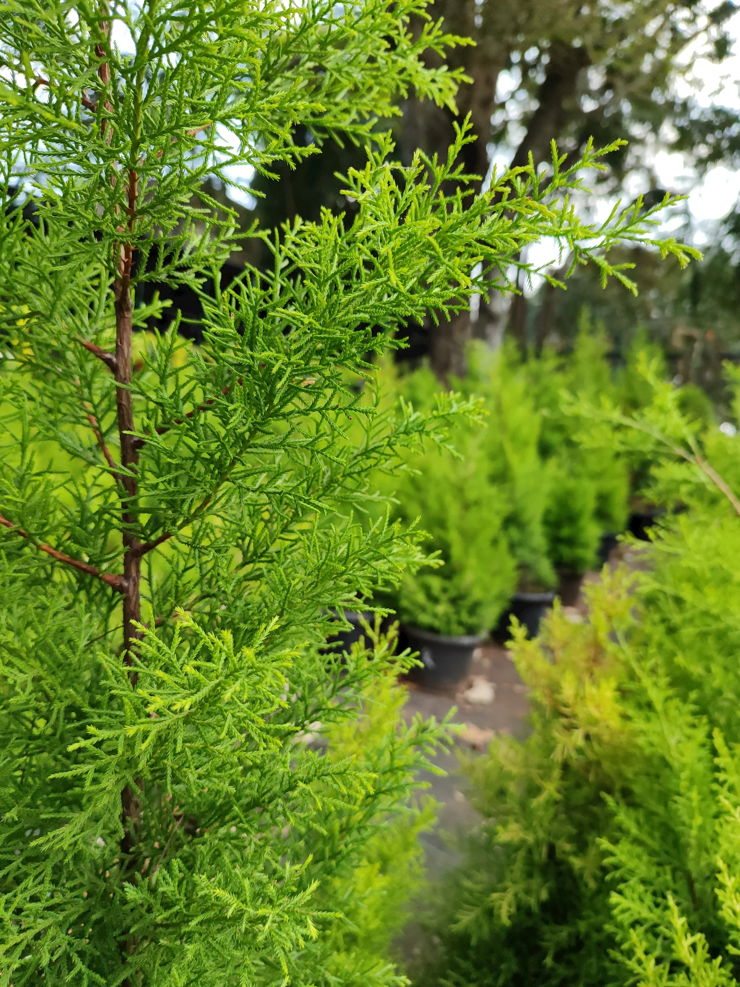 White Cedar - Small.jpg