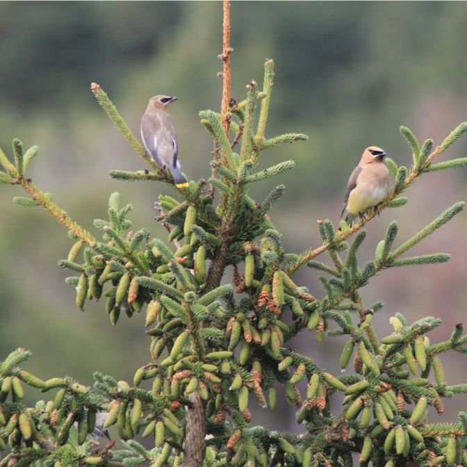 Blackhill Spruce
