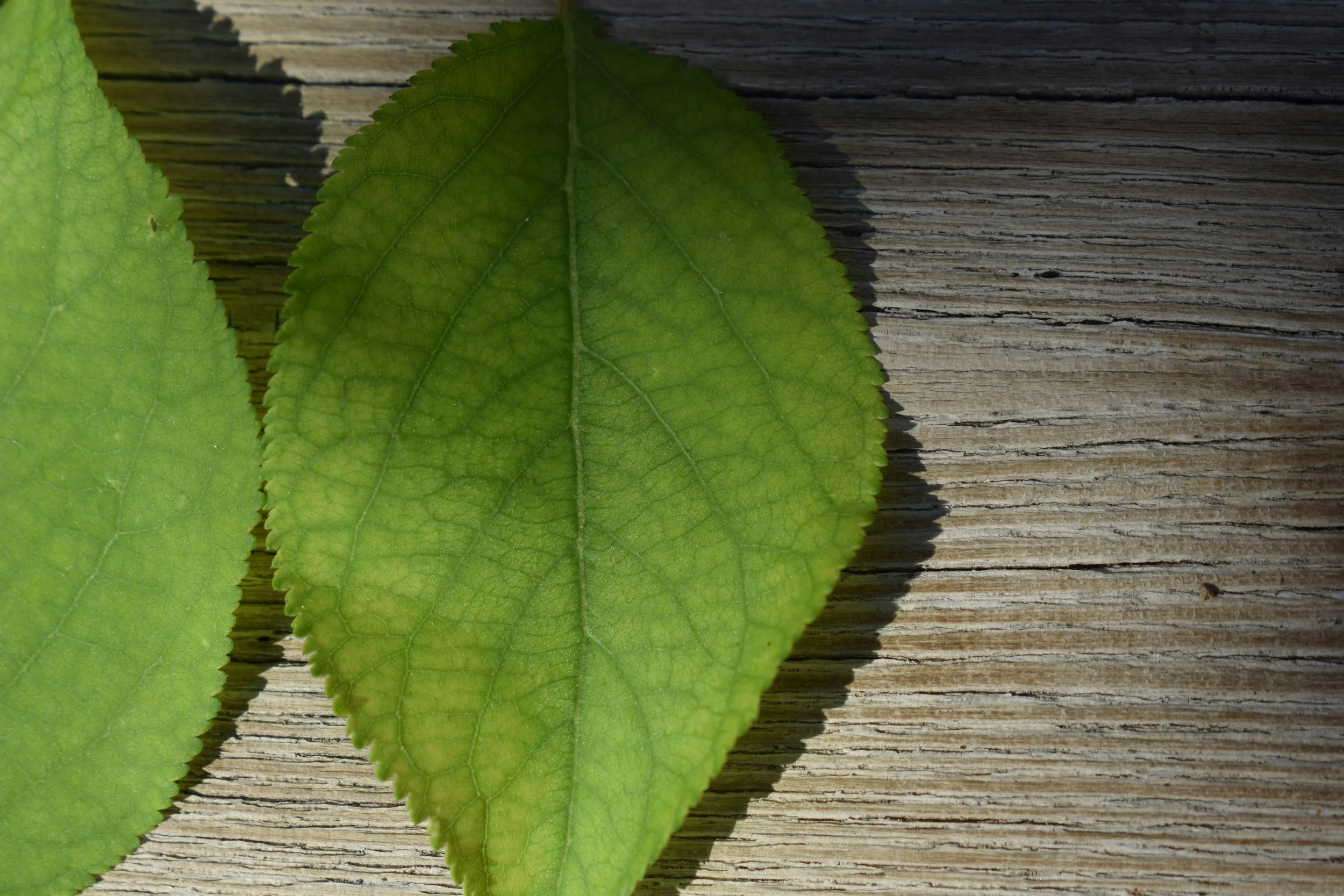 Basswood Leaf.jpg