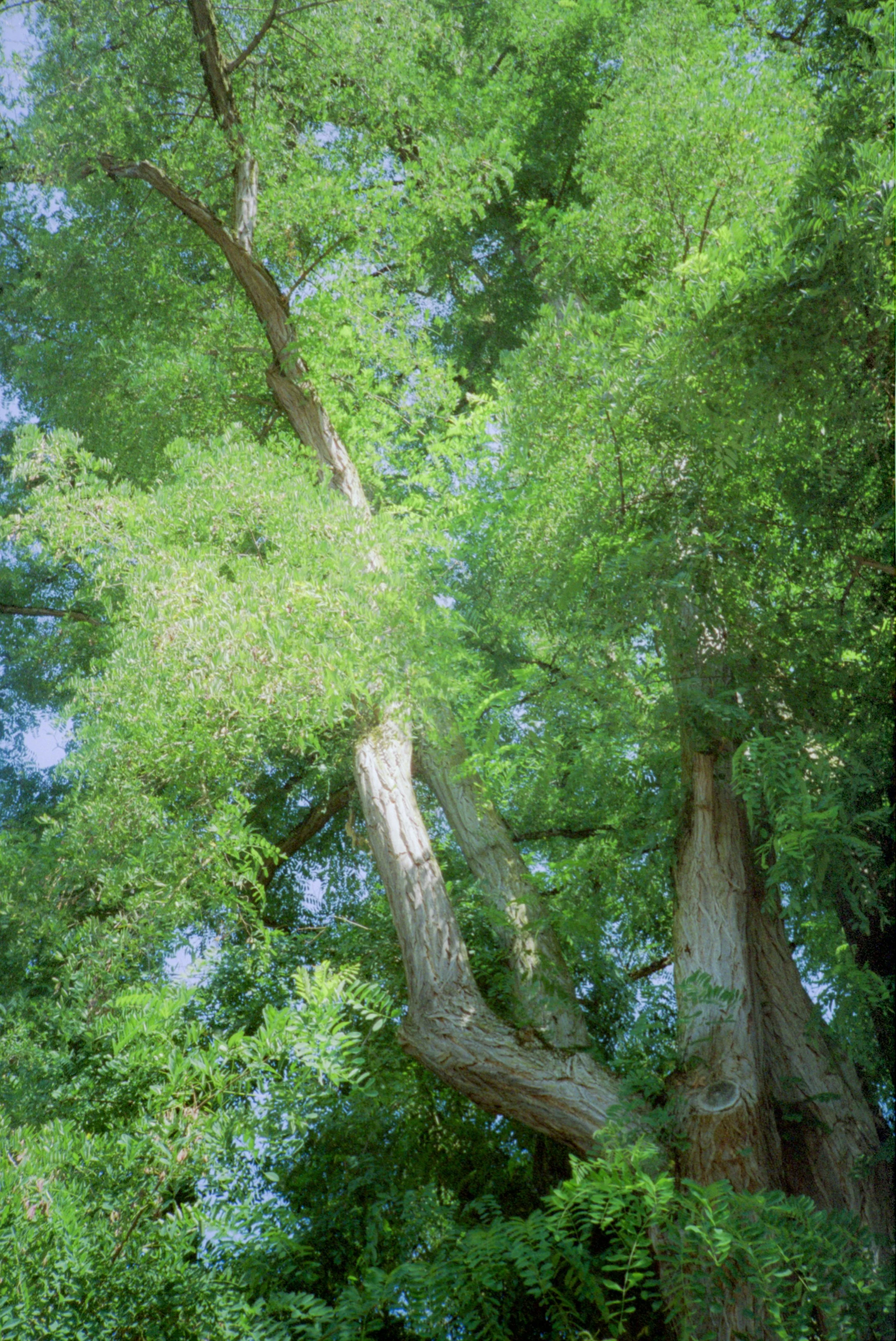 Basswood Tree - Large 2.jpg