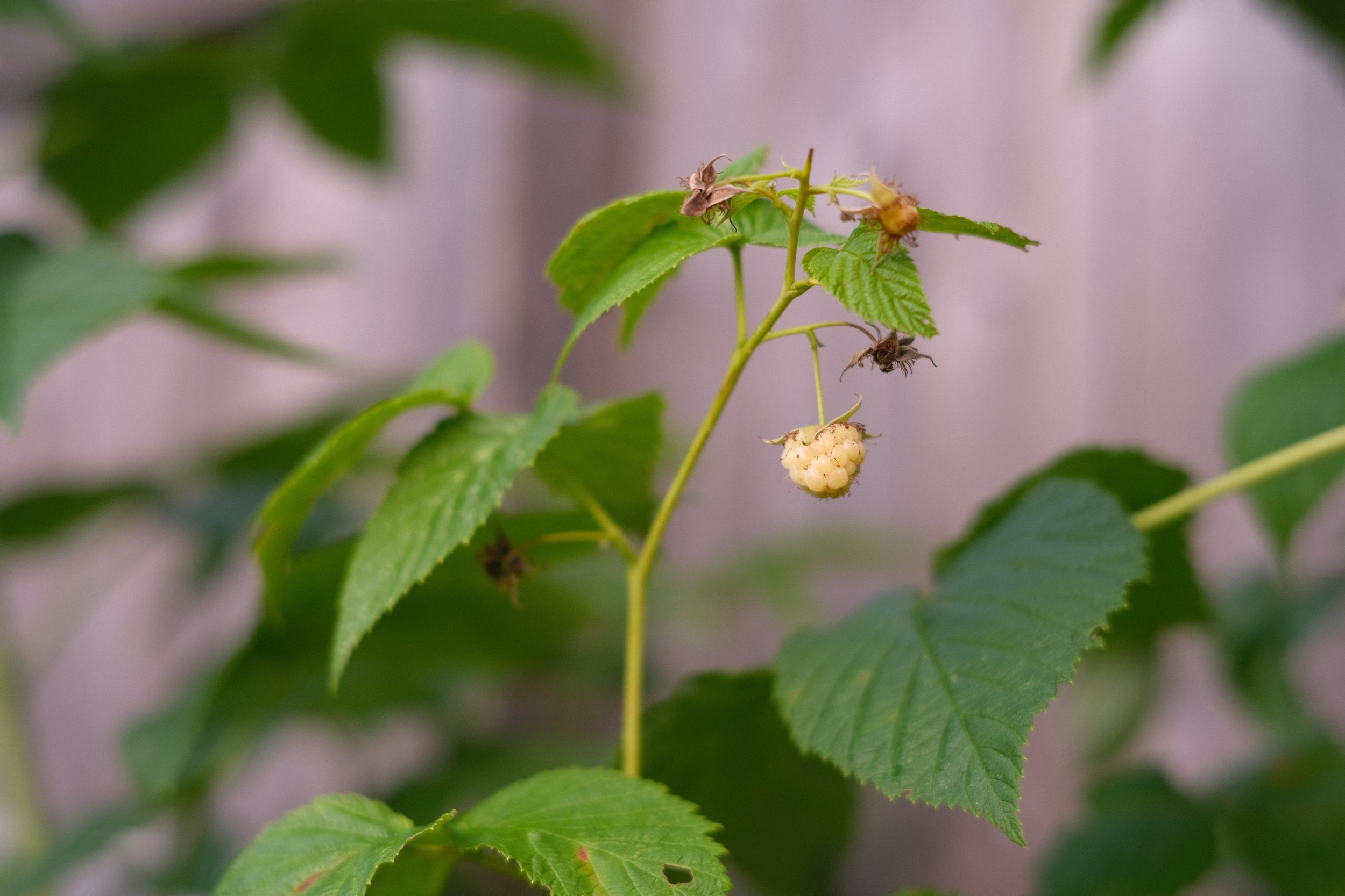 Golden Raspberries - Sprouted Canes