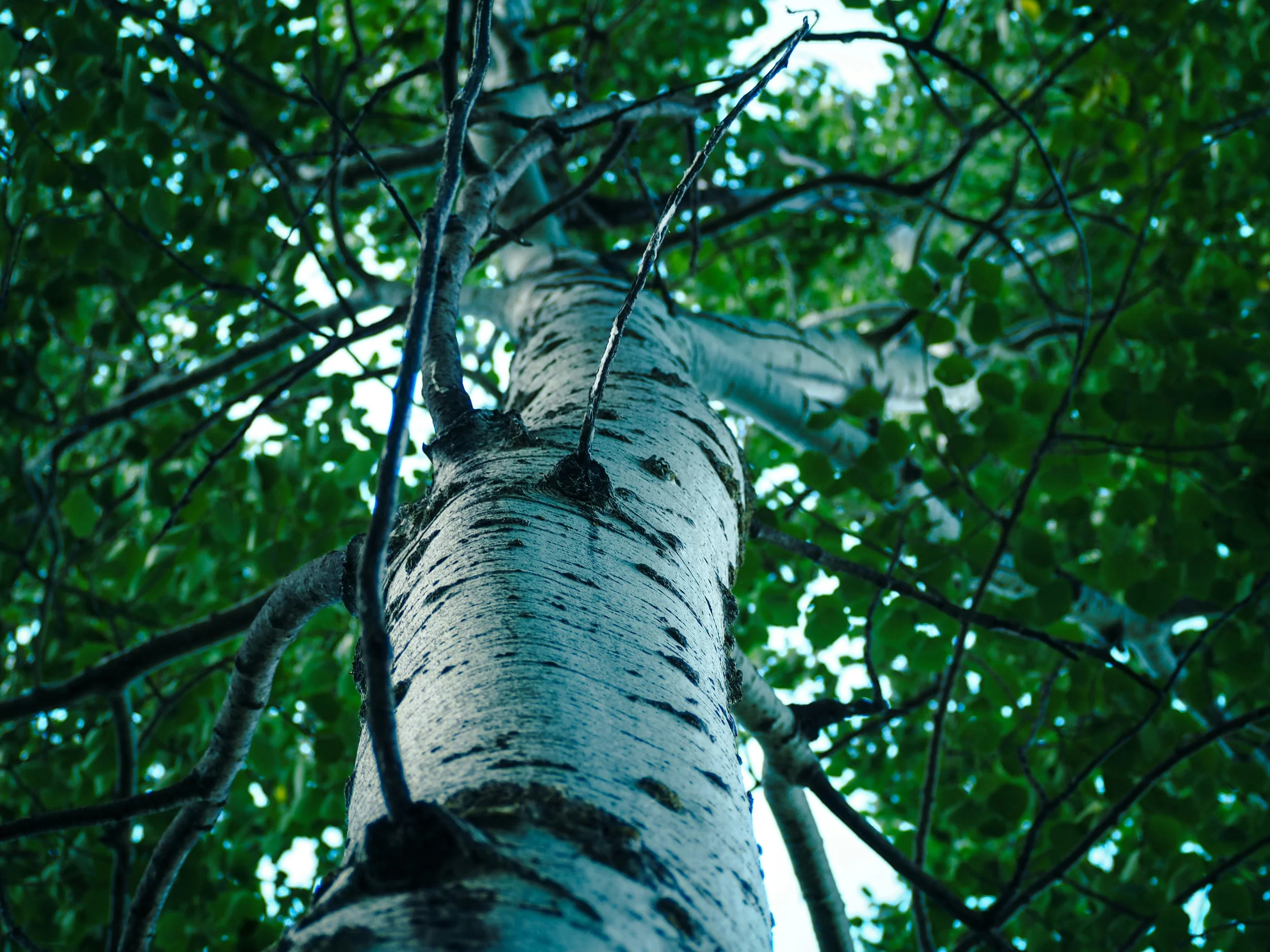 Speckled Alder Large Tree.jpg