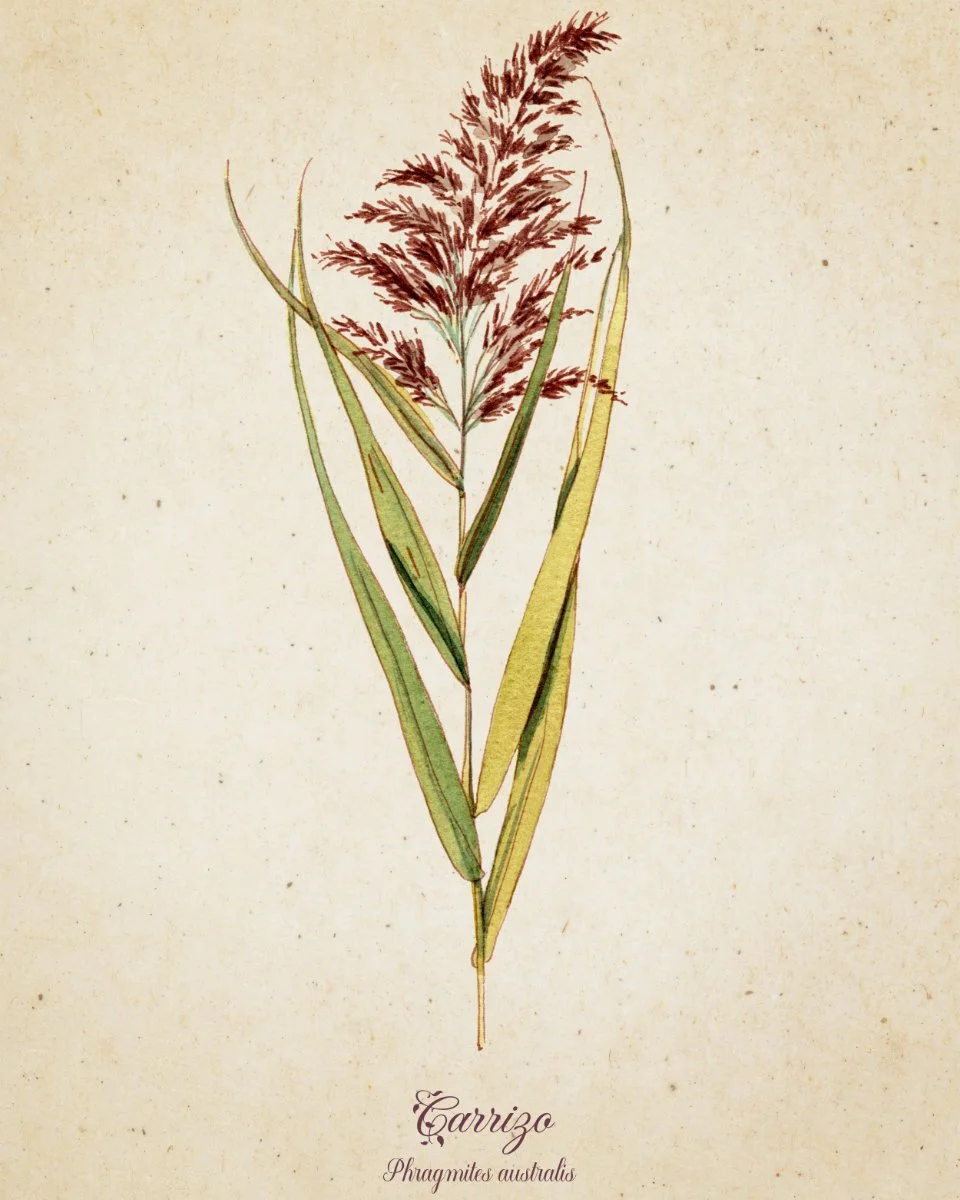 Dibujo de la planta Carrizo (Phragmites australis) con flores erectas y hojas largas y estrechas.