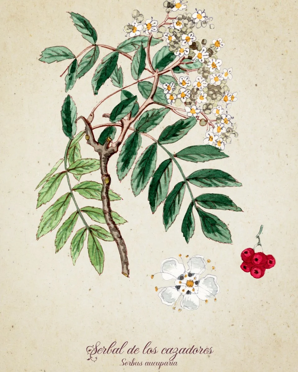Dibujo de una rama de Sorbus aucuparia con hojas verdes, flores blancas y racimos de frutos rojos, junto con una flor blanca y letras que dicen 'Serbal de los cazadores' y 'Sorbus aucuparia'.