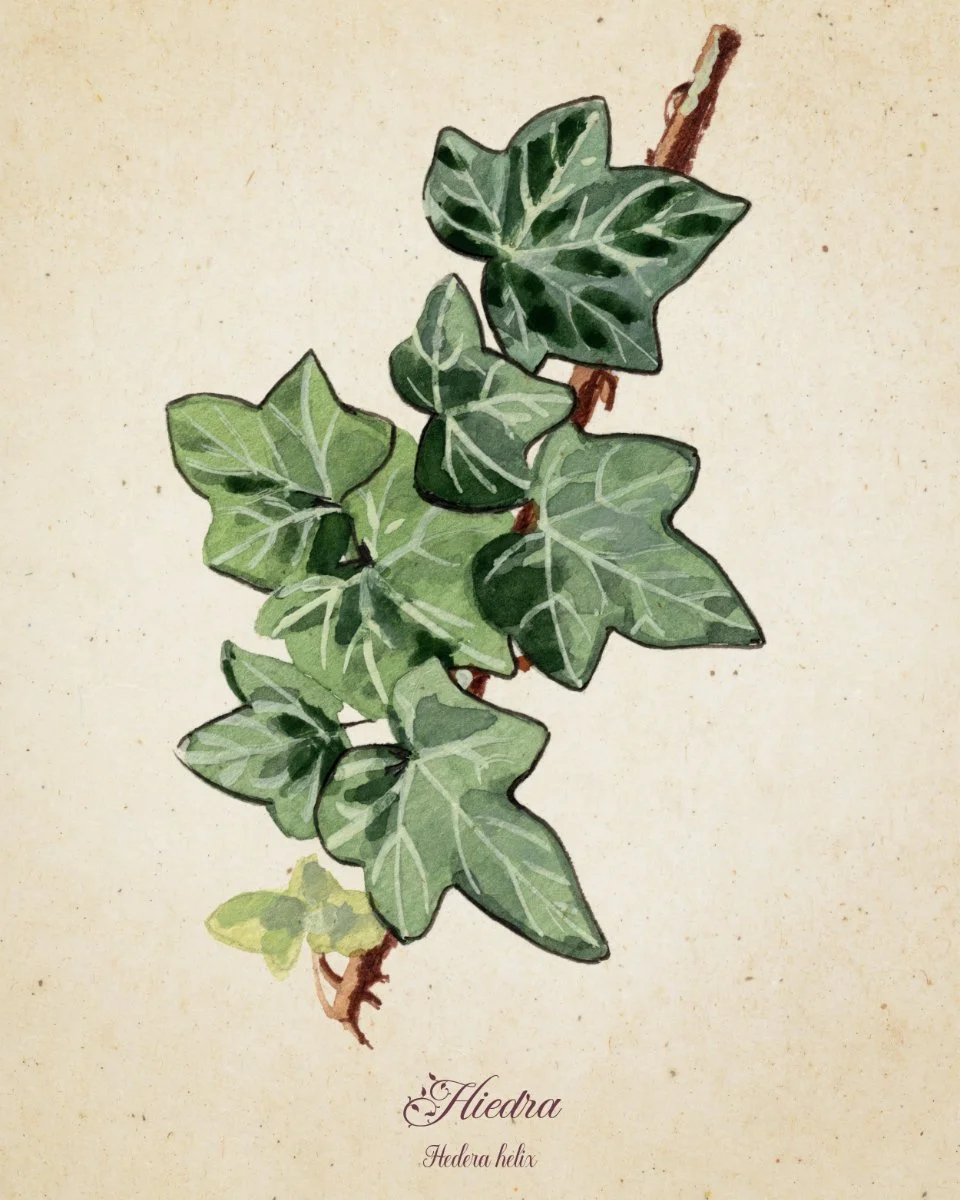 Hiedra · Print botánico en acuarela