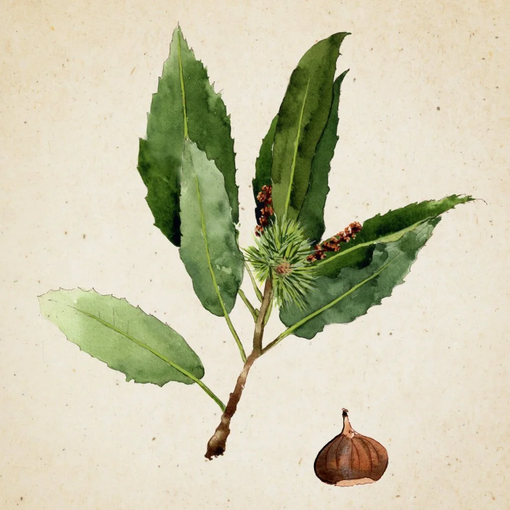 Castaño