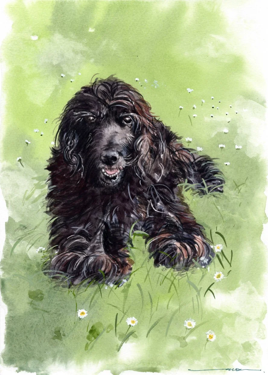 Un perro de raza cocker spaniel de color negro jugando en el césped con pequeñas flores blancas