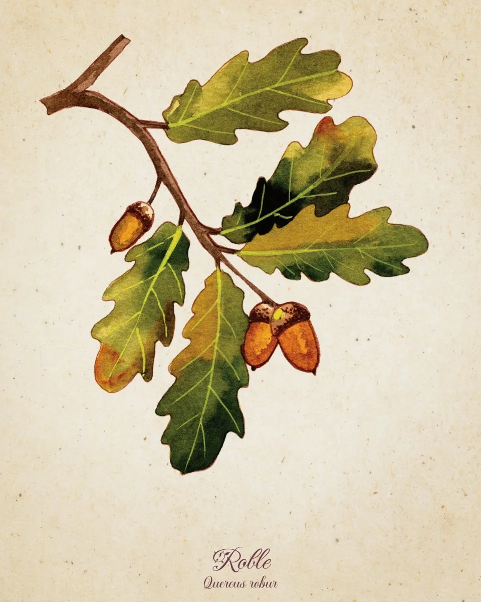 Roble