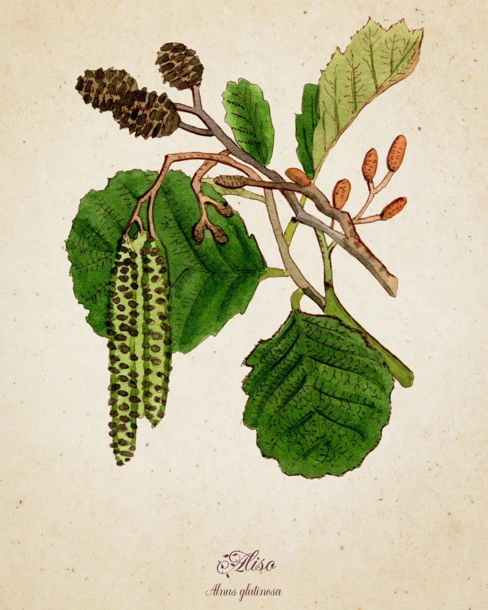 Aliso · Print botánico en acuarela