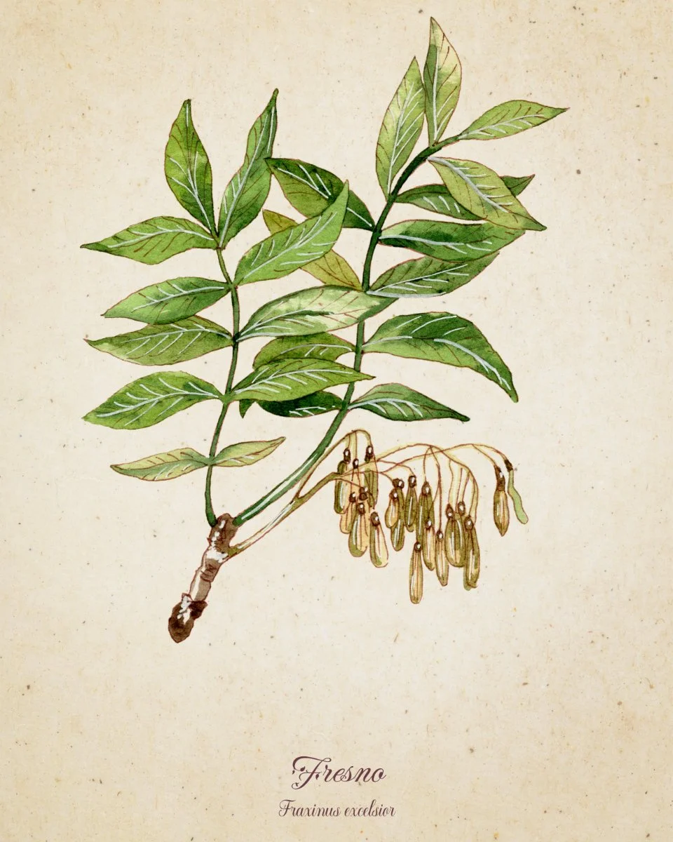 Ilustración de un árbol de Fresno con hojas verdes y vainas de semillas colgantes.
