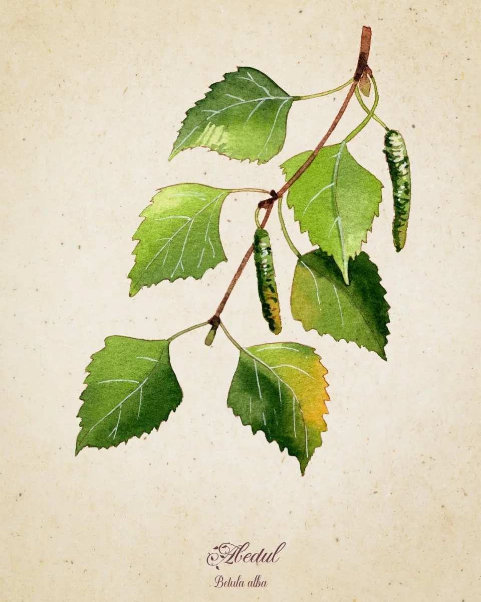 Ilustración de un rama con hojas verdes y conos pequeños, con el texto 'Aedula Betula alba' en la parte inferior.