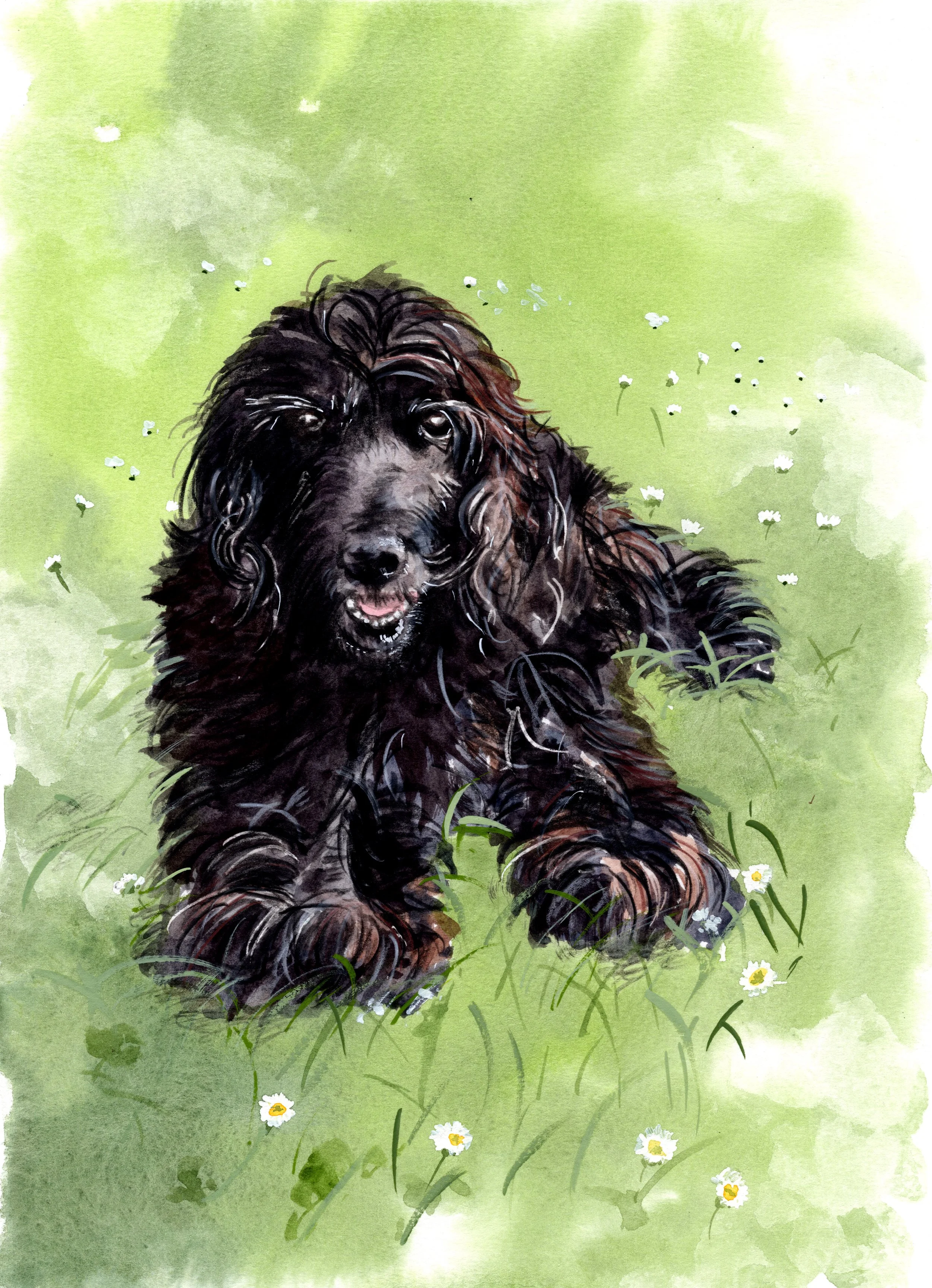 Perro negro con pelo rizado en un césped con margaritas blancas.