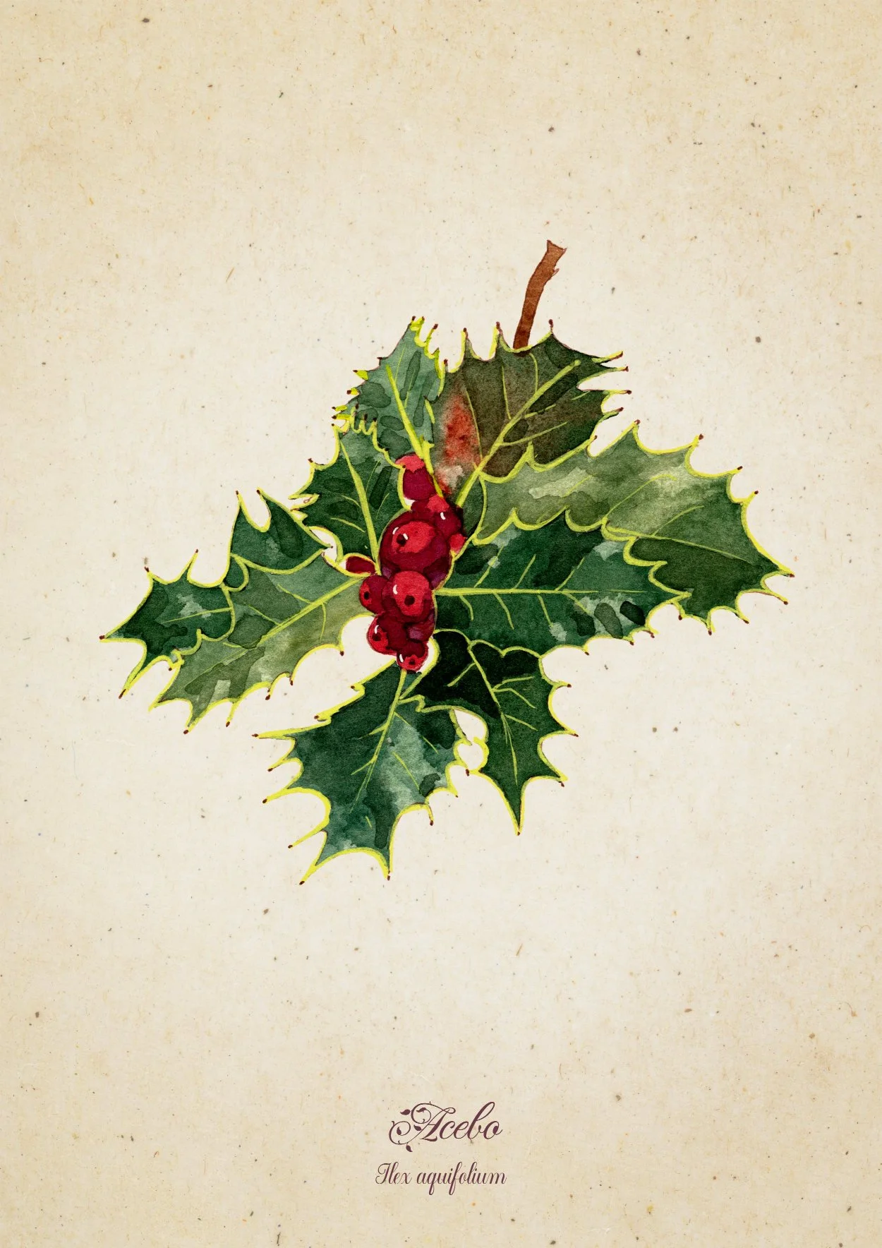 Ilustración de hojas de acebo con bayas rojas en un fondo beige, en la parte inferior se lee 'Acebo' y 'Ilex aquifolium'.