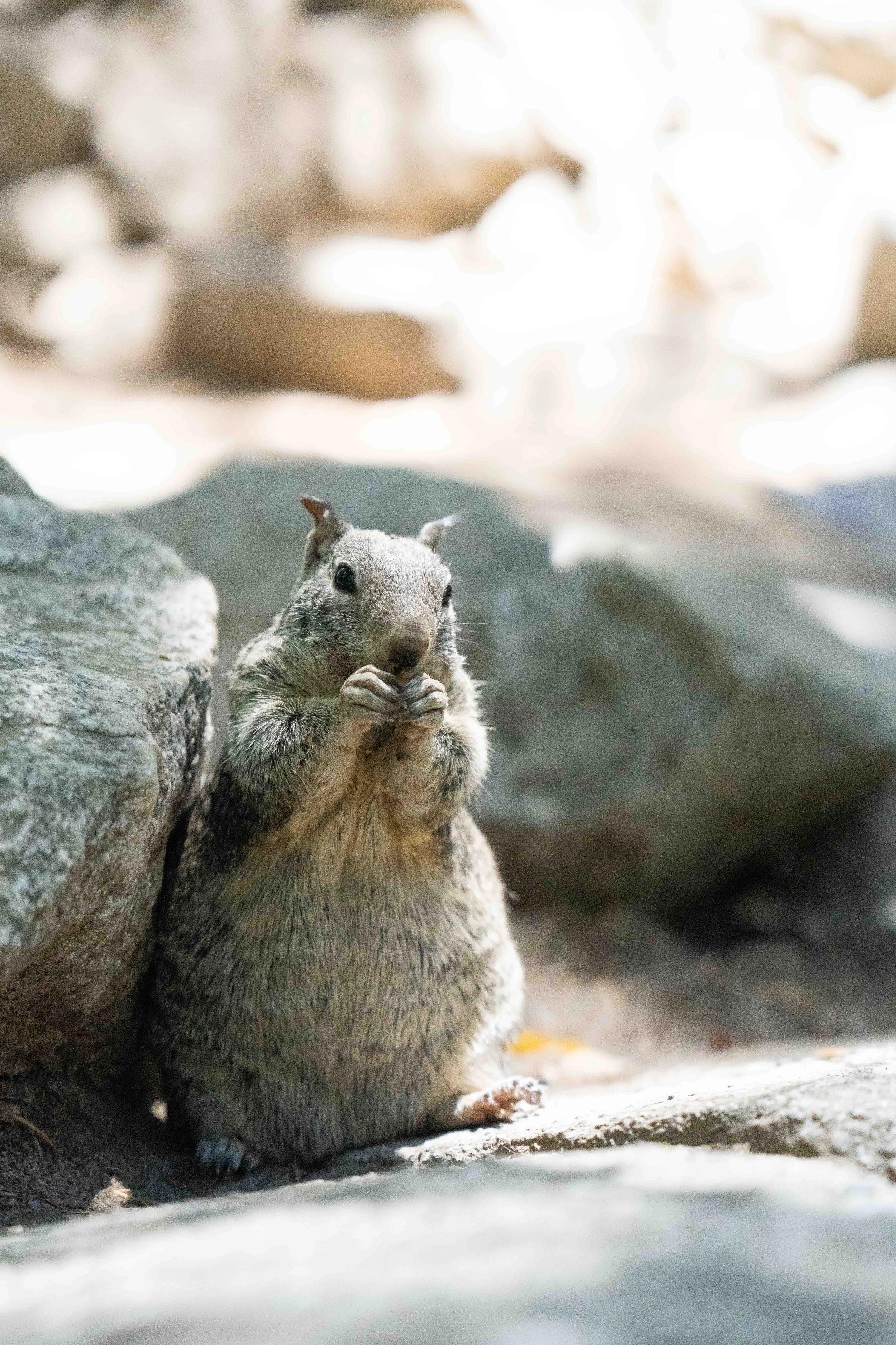 A curious squirrel in Yosemite National Park, California, sitting on the ground with its front paws holding a piece of food near its mouth, surrounded by rocks and blurred background of trees and sky.