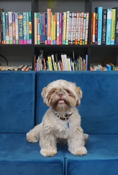 Cute small dog with fluffy beige fur sitting on a blue couch in front of a bookshelf filled with colorful books.