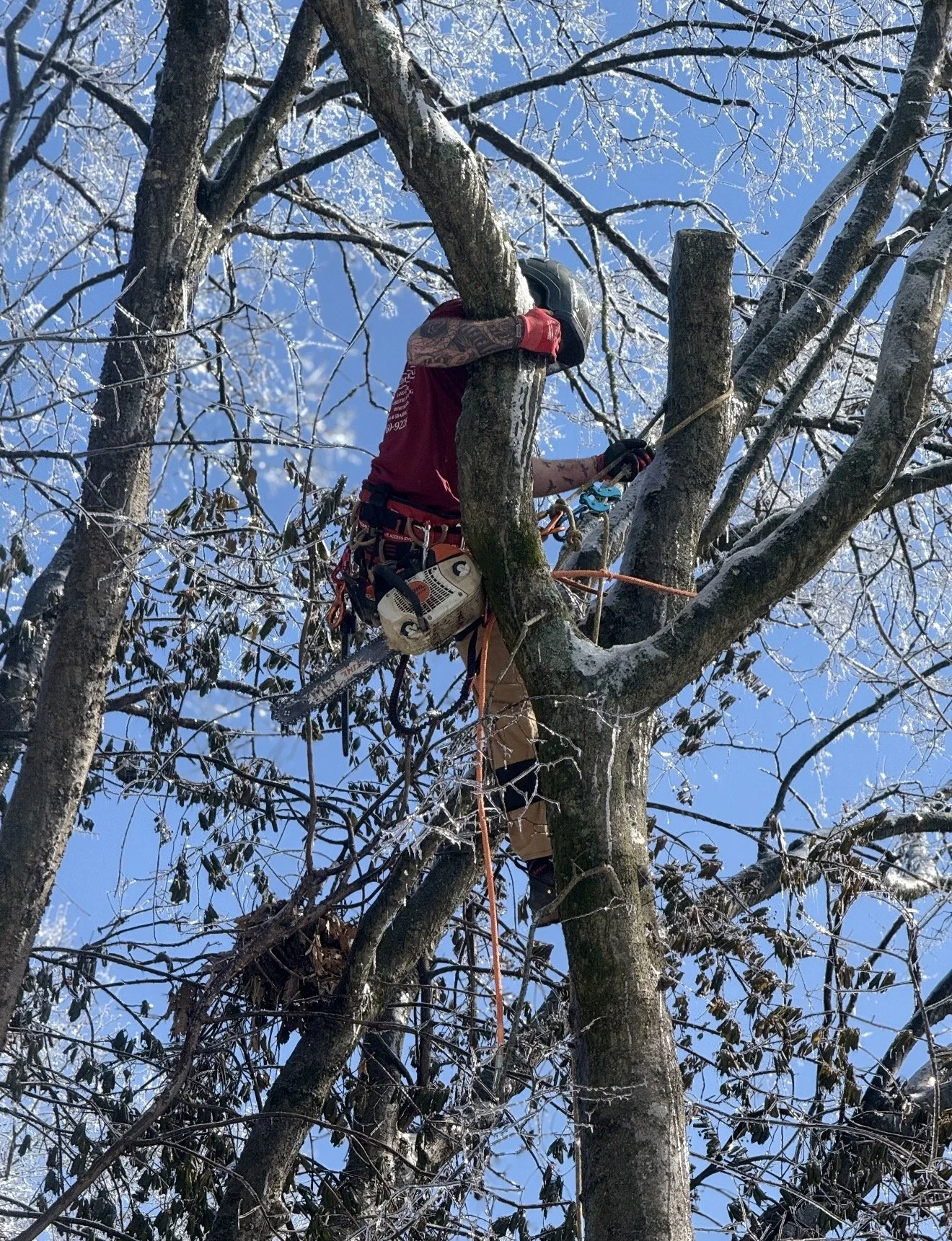 Crew member climbing a damaged tree during an ice storm.