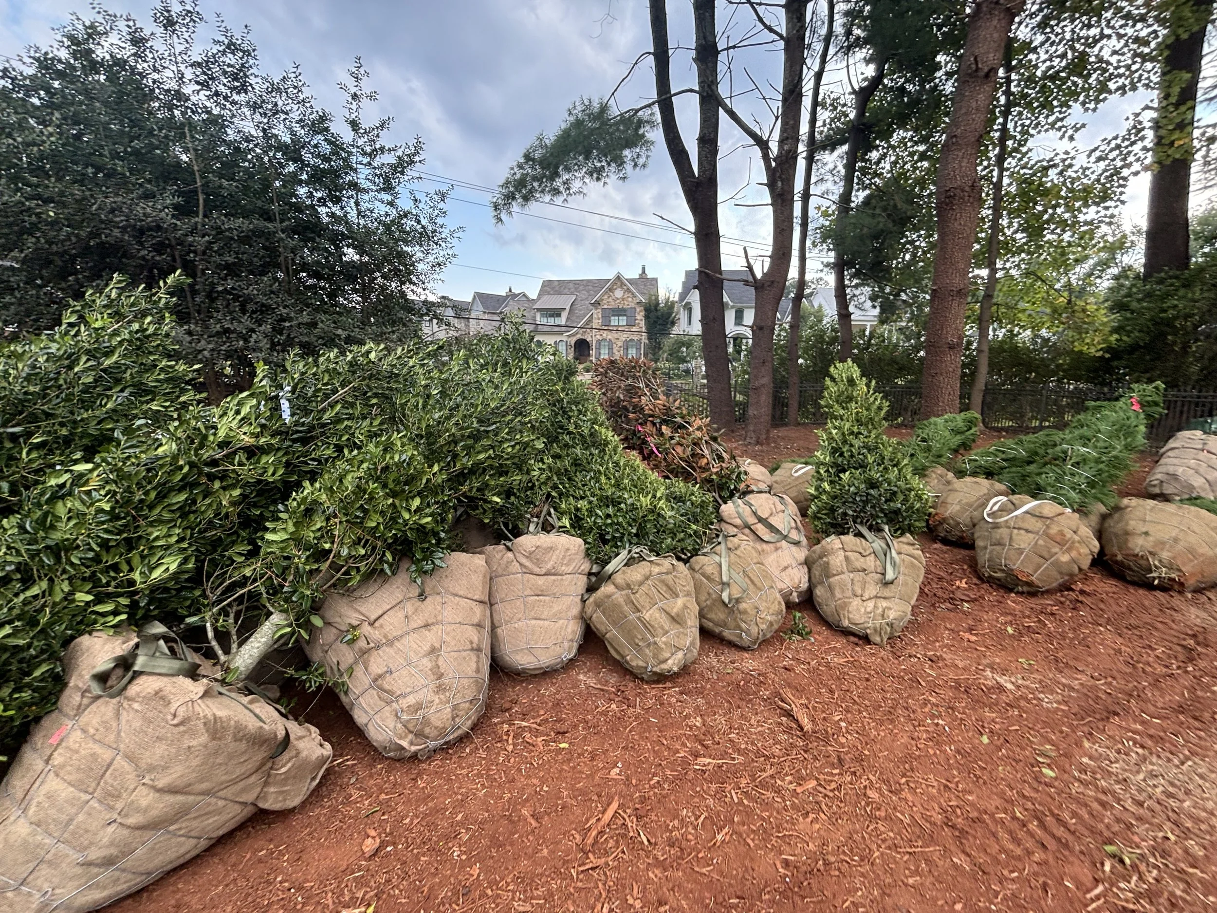 Plant Installation 