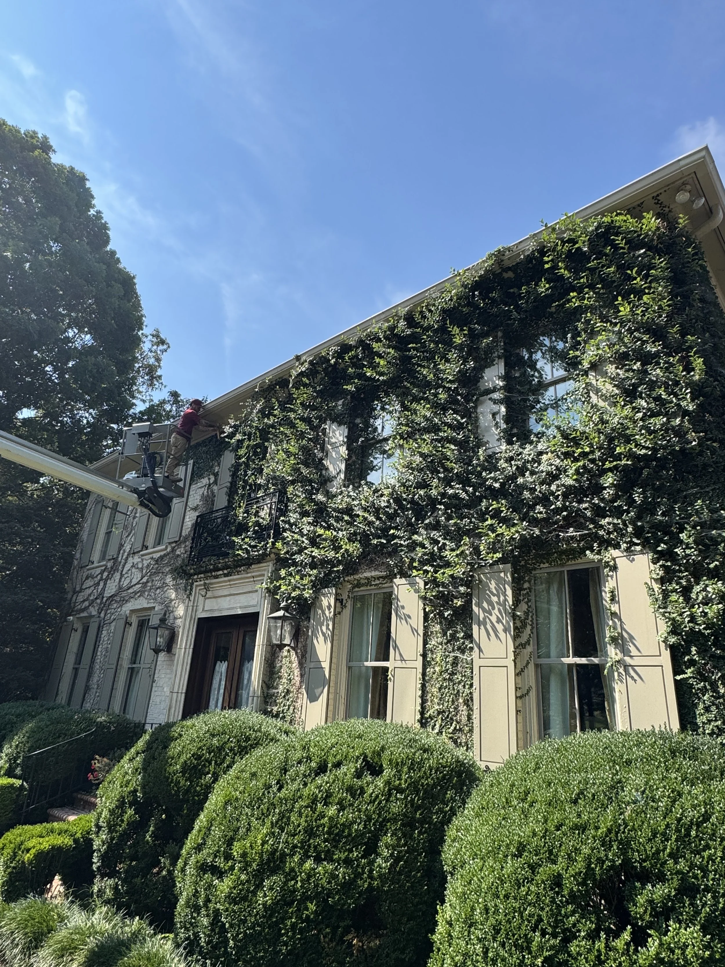 Ivy Trimming