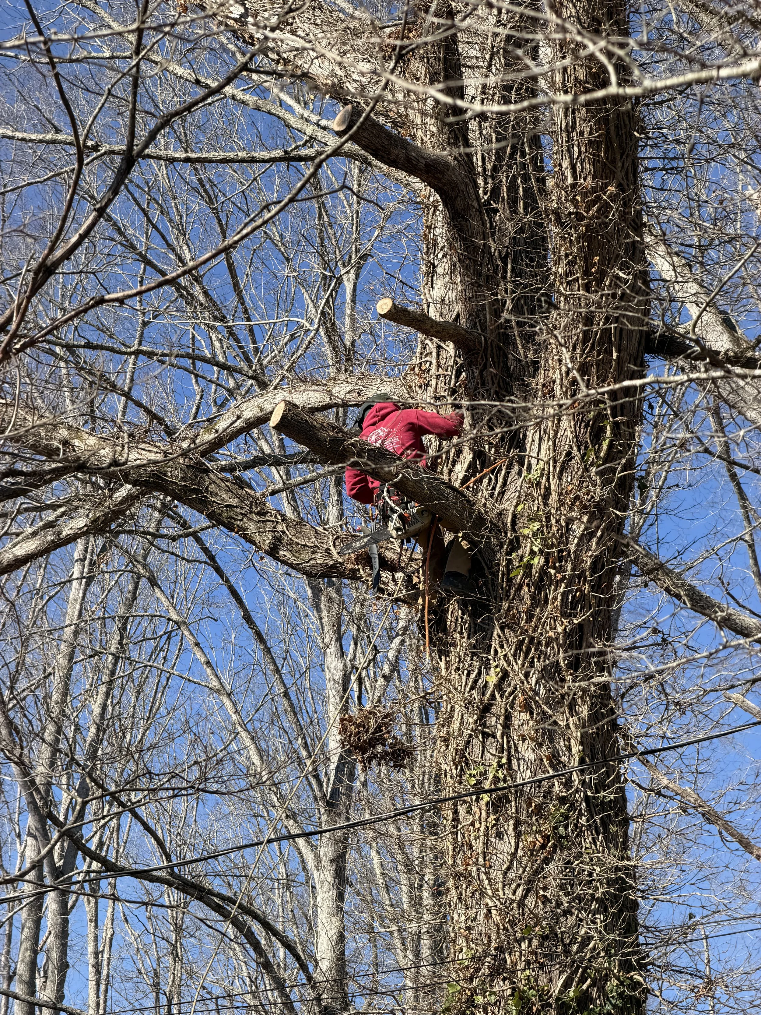 Tree Pruning