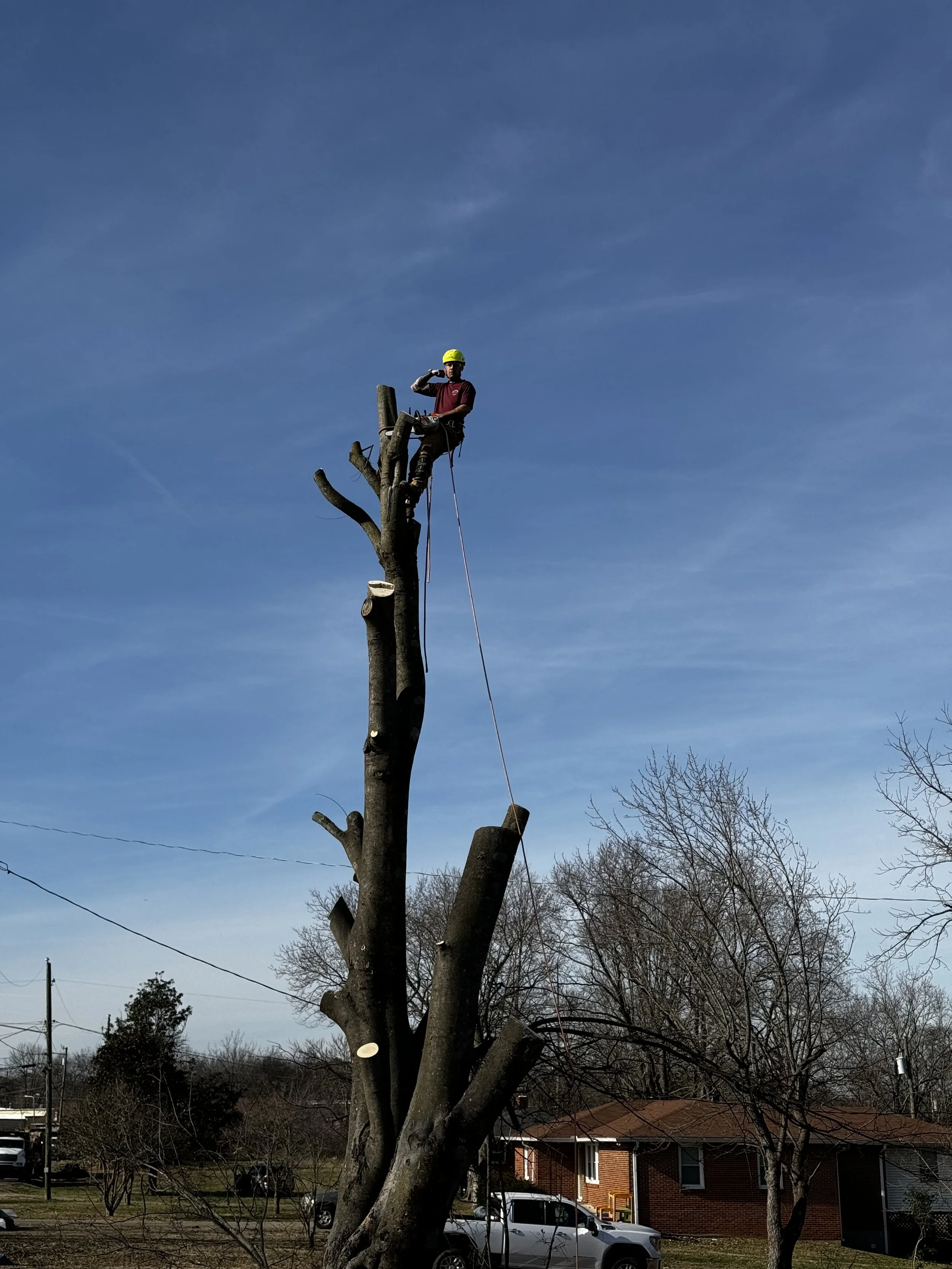 Tree Removal