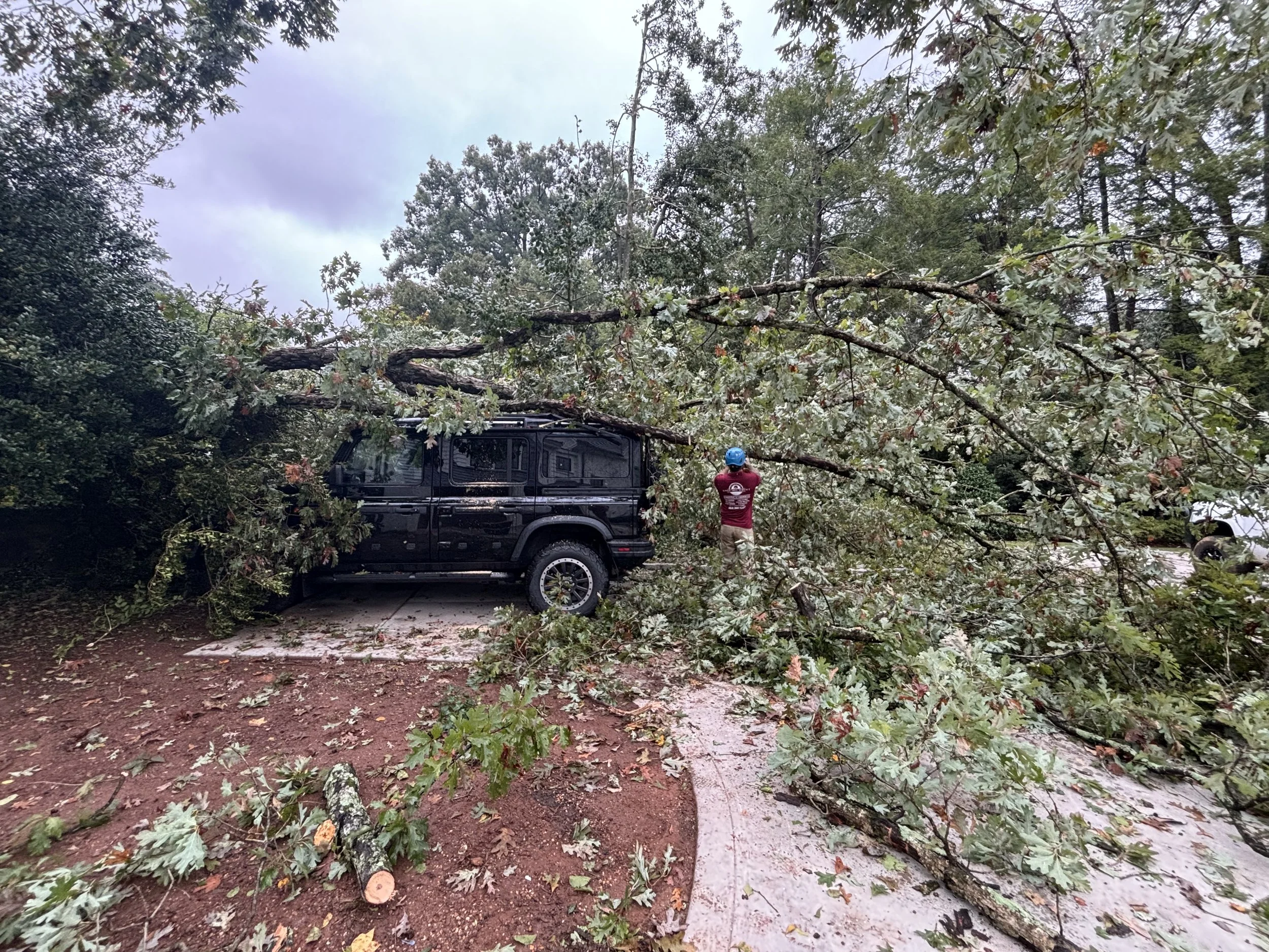 Fallen Tree on Vehicle