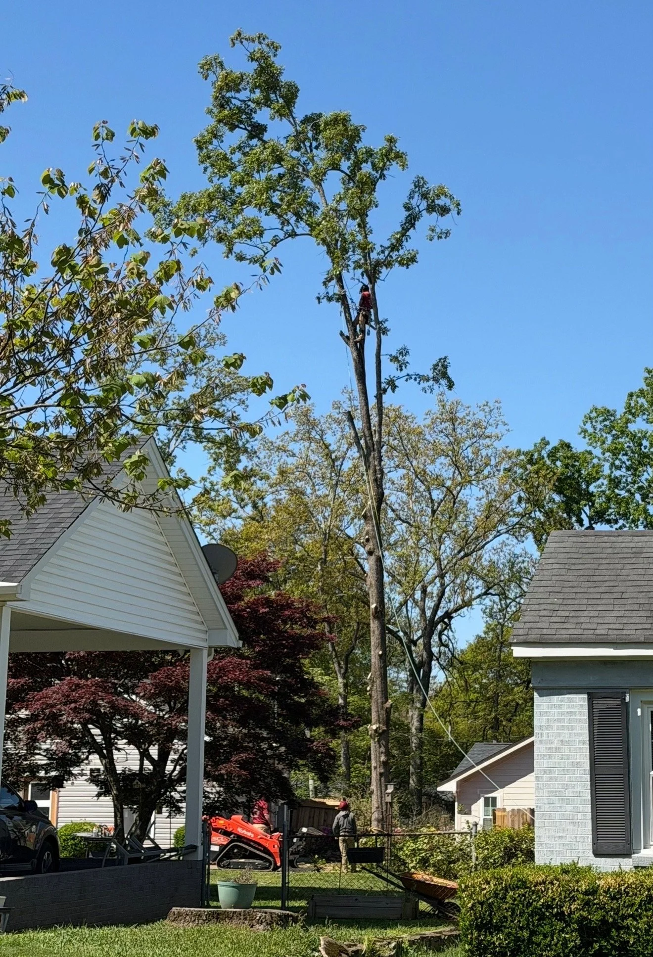 Tree Removal