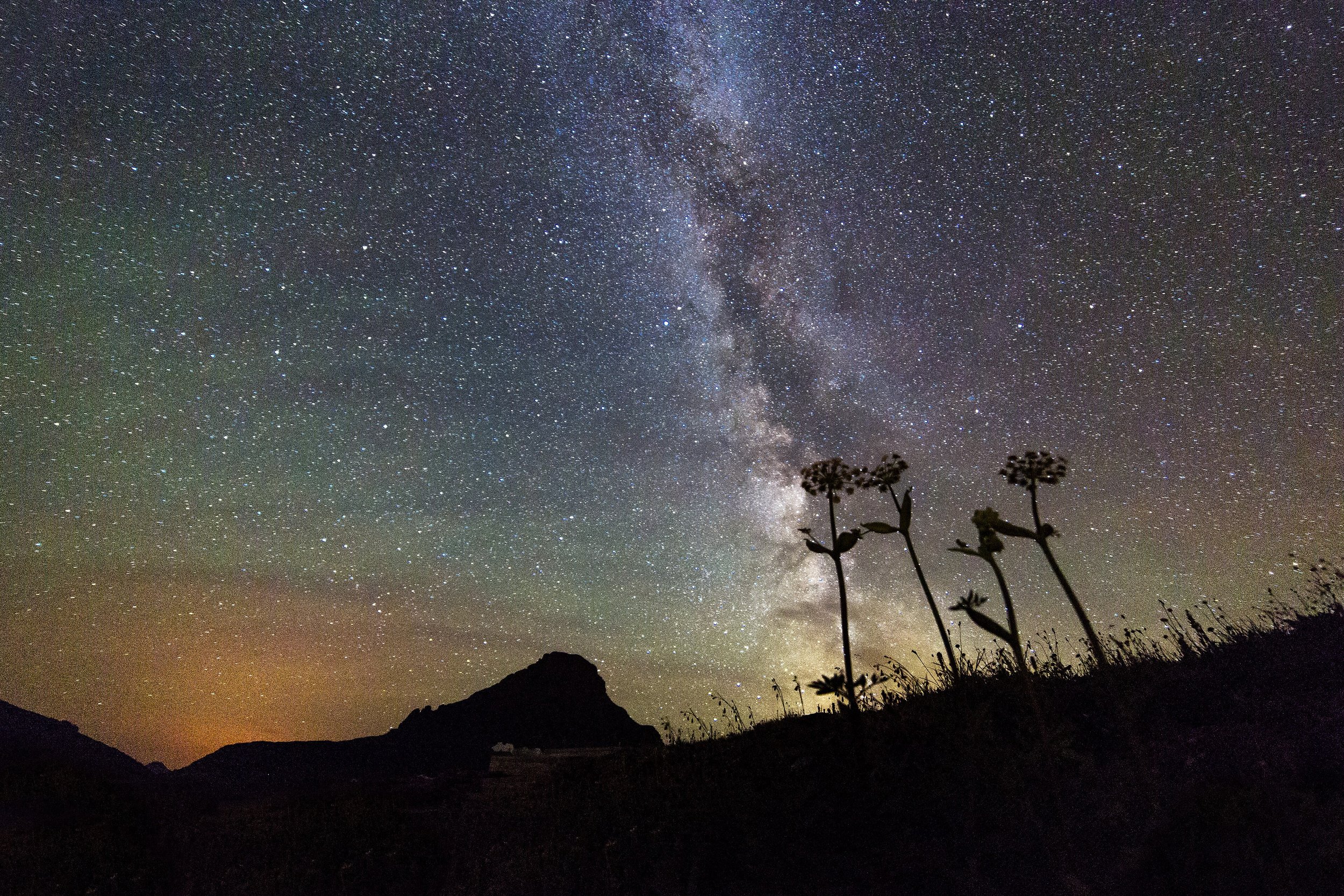 An ombre dusk sky covered with stars of the Milky Way, with silhouetted flowers and mountains in the foreground.