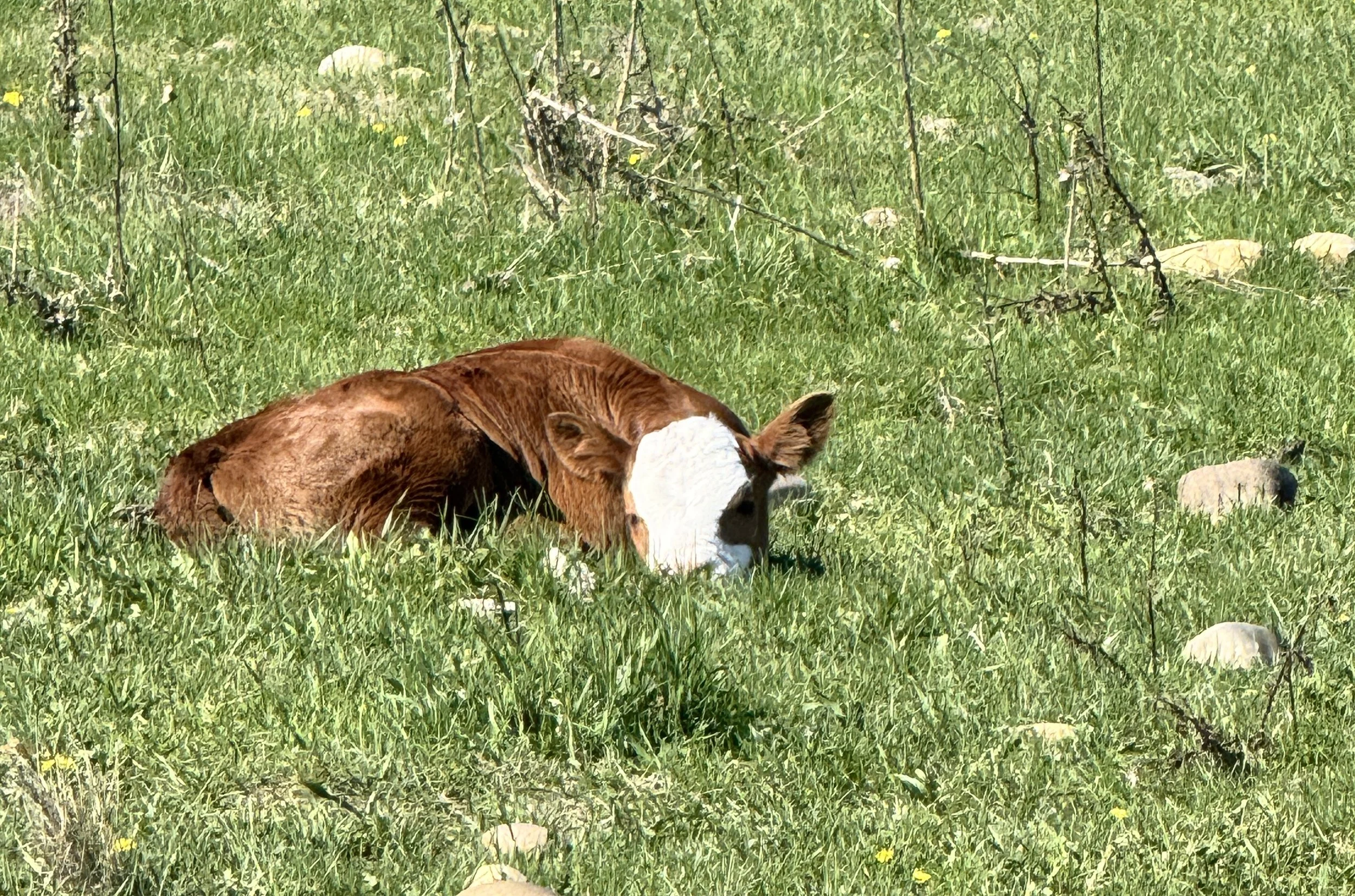 Bambi
