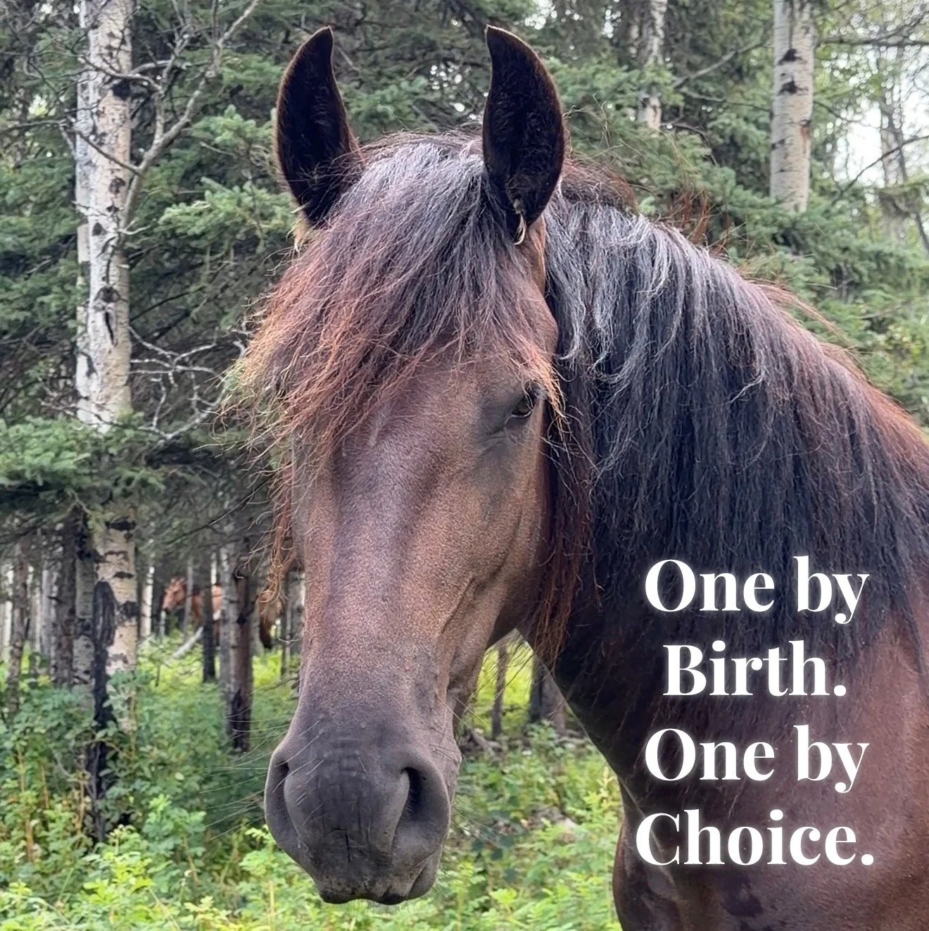 One stayed close by birth. The other stayed close by choice.