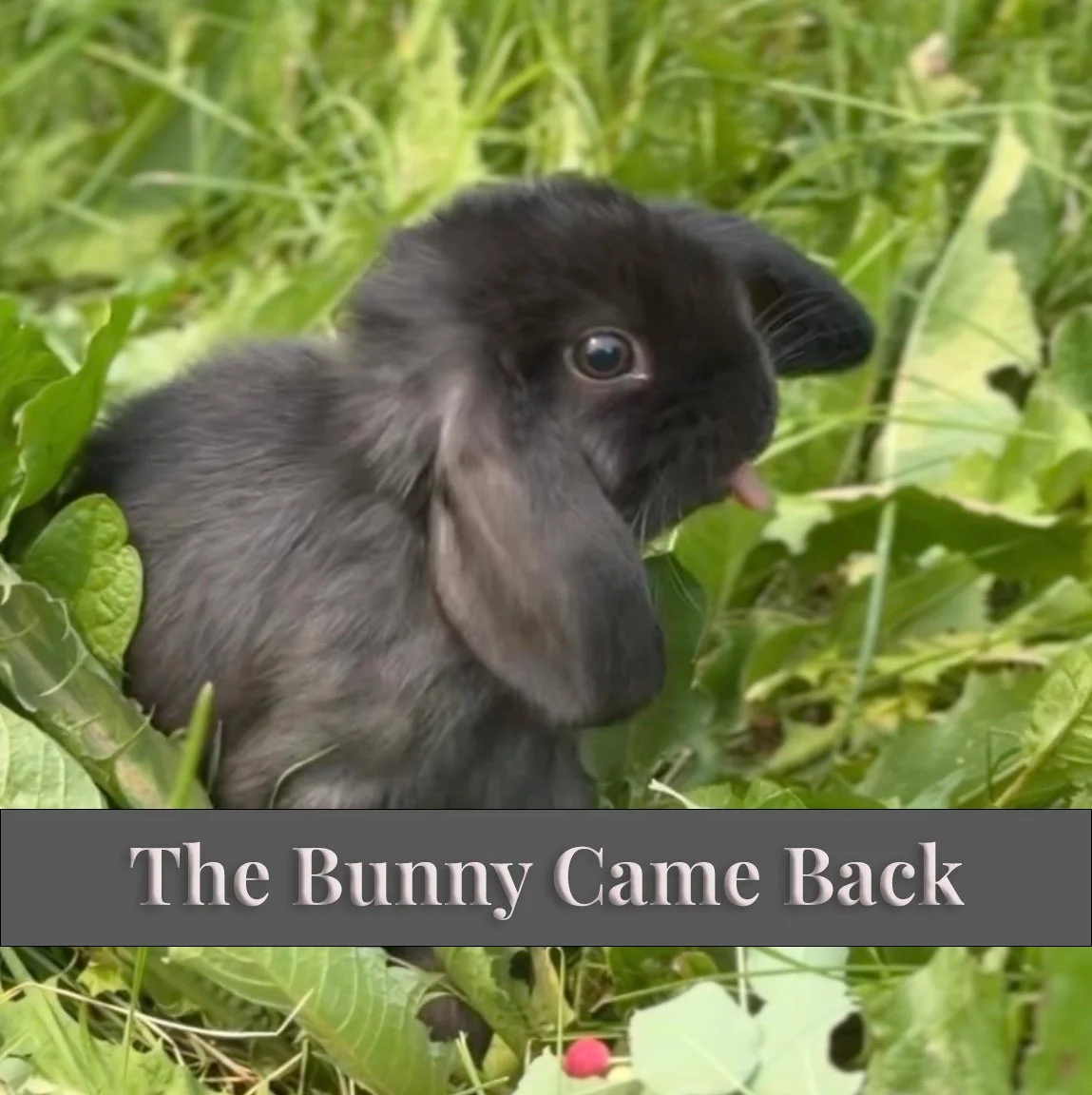 For a little while, we though Mischievous was gone. Then he came back.