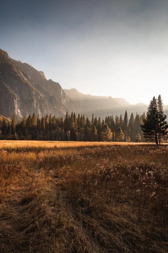 Scenic landscape with tall mountains, dense pine trees, and a grassy field in the foreground under a clear sky.