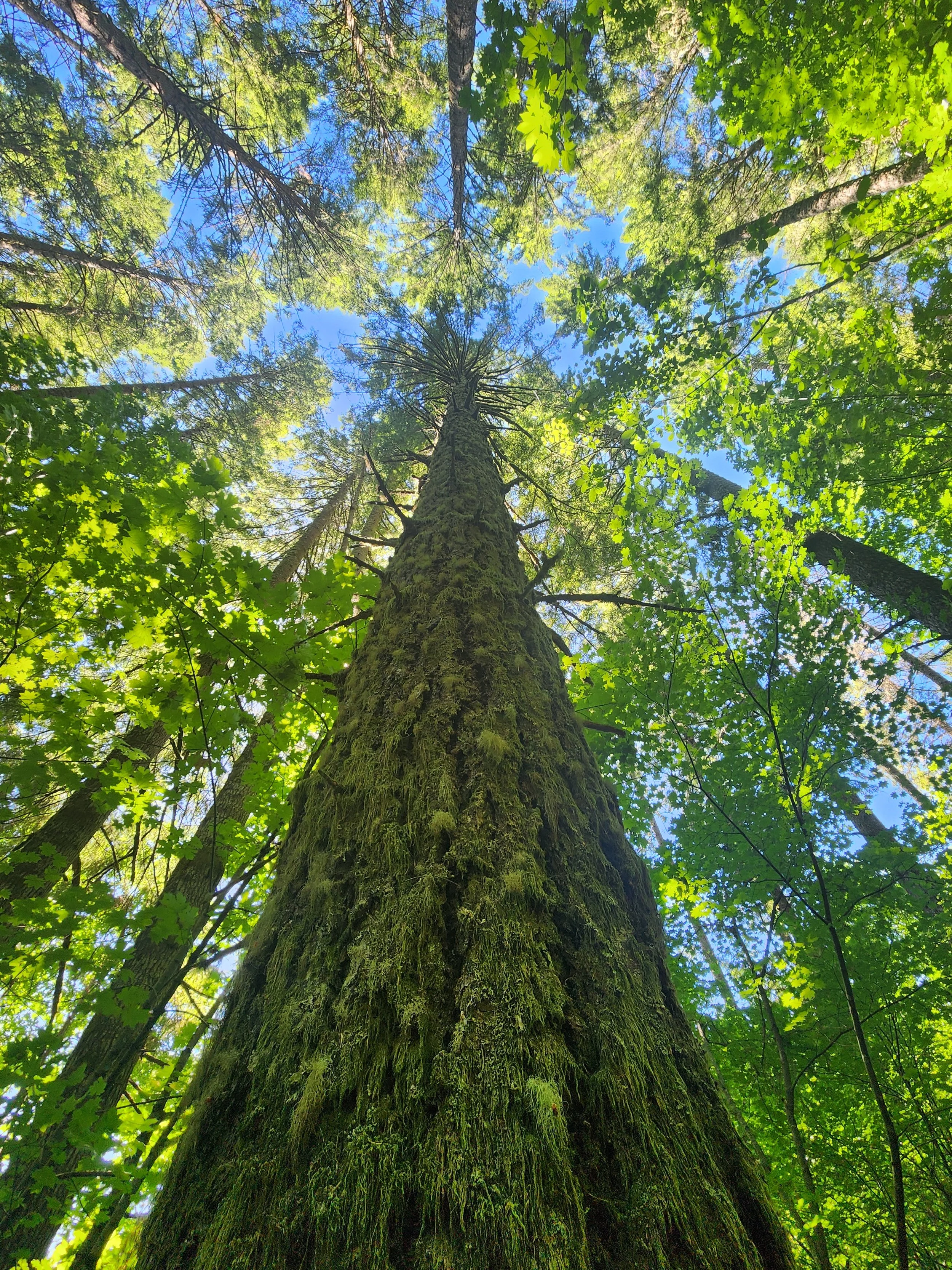 An view from directly under a douglas fir tree looking up into the canopy, the bark is heavily covered in moss