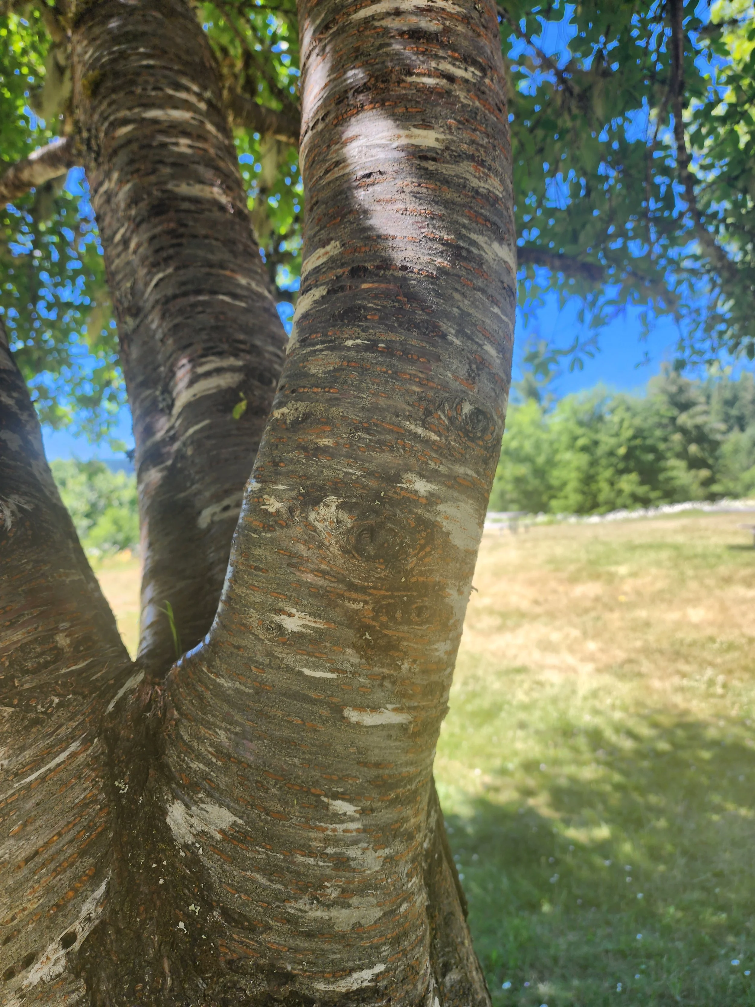 closeup of the crotch of a cherry tree where three main trunks converge with a blurry meadow and a line of evergreens in the background