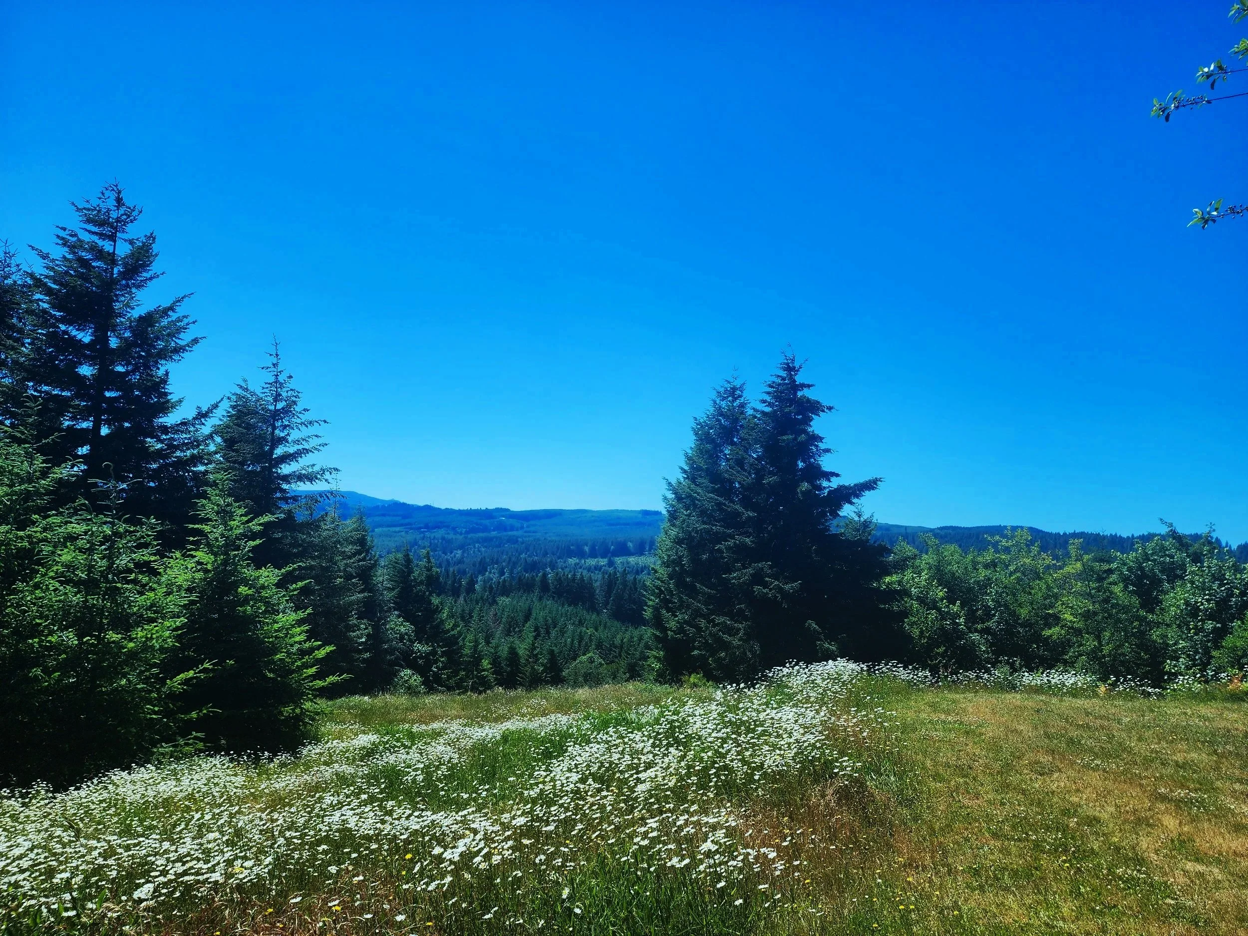 A view of a valley and hills covered in evergreen forests with a small meadow in the foreground filled with a spray of white flowers