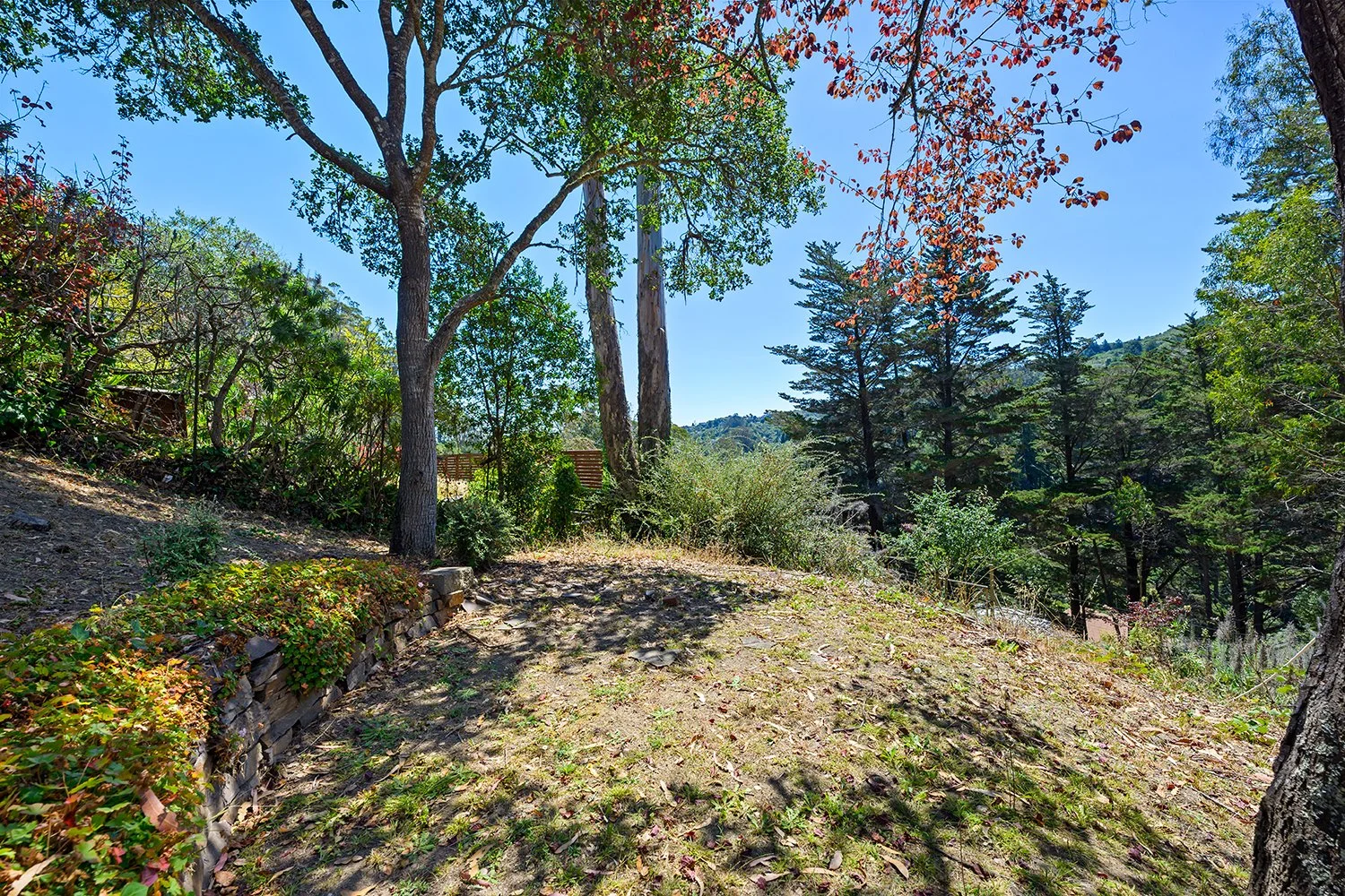 A forested outdoor scene with trees, shrubs, and a dirt clearing, under a clear blue sky.