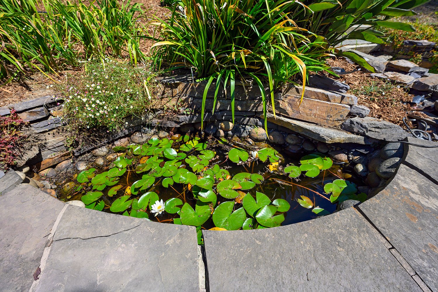 Small pond with water lilies surrounded by a stone border and lush green plants, including tall grasses and small flowering plants.